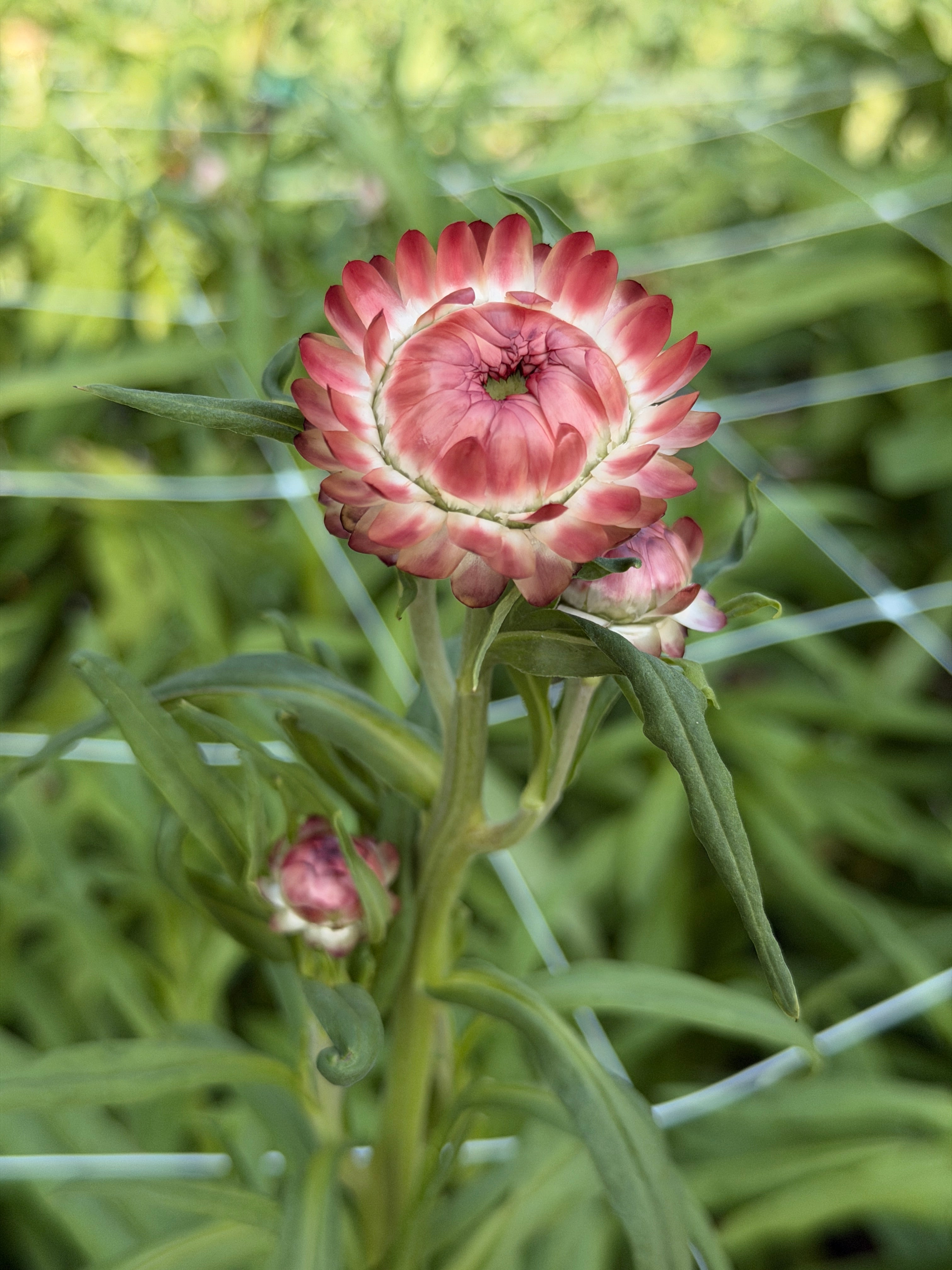 Strawflower - King Sized Salmon