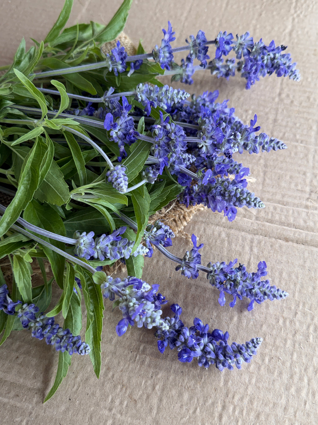 Salvia - Victoria Blue