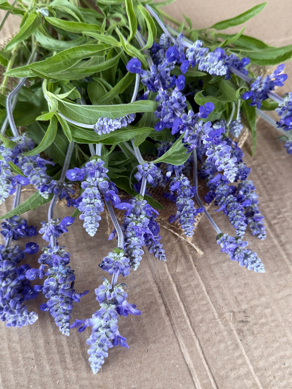 Salvia - Victoria Blue