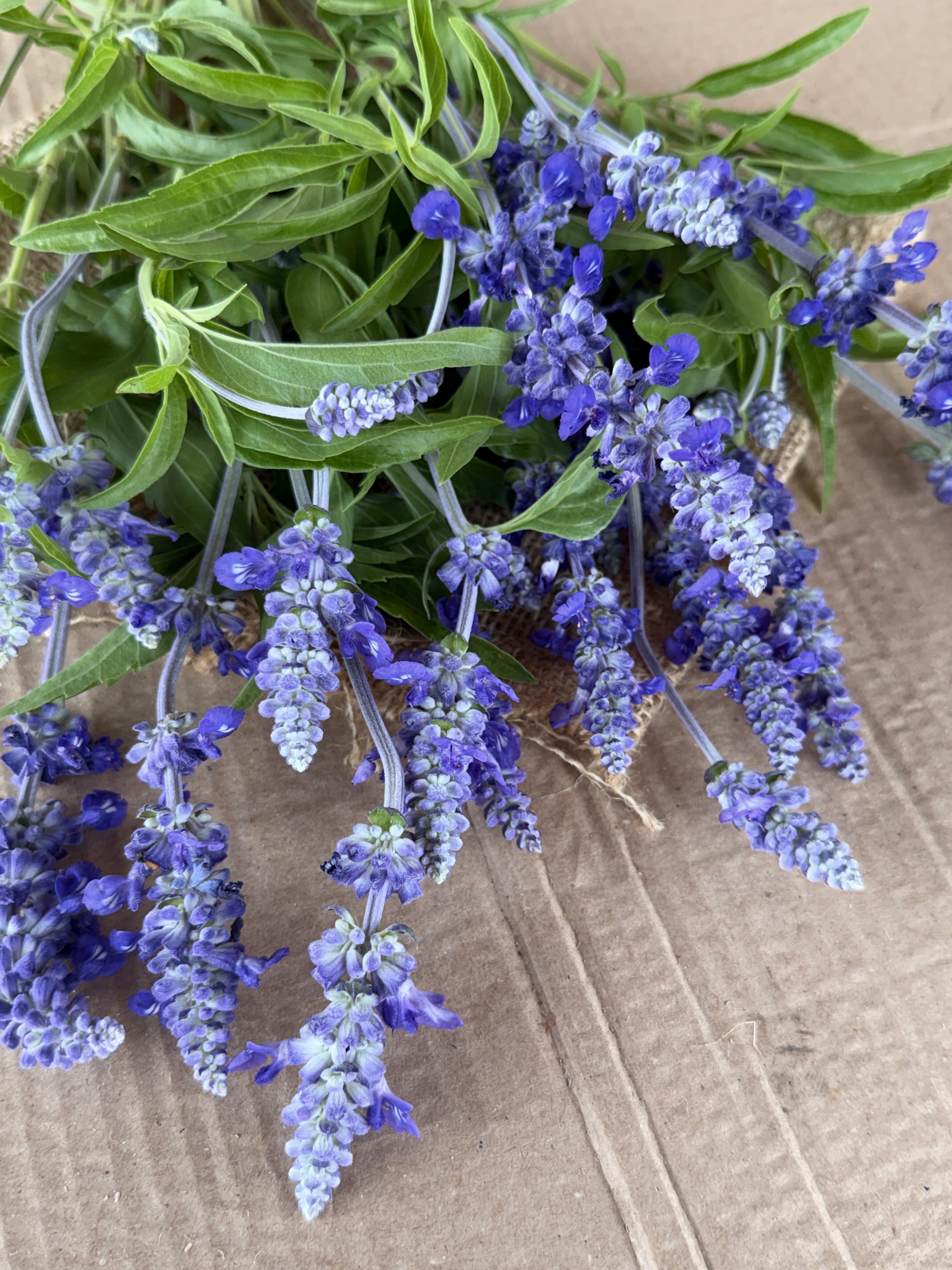 Salvia - Victoria Blue