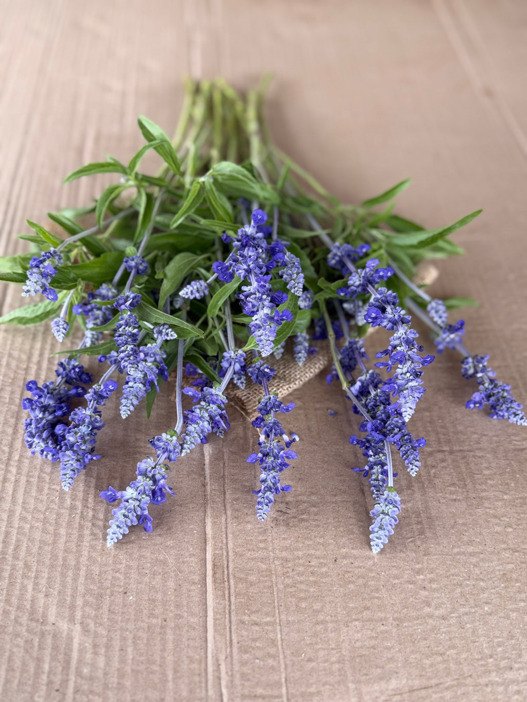 Salvia - Victoria Blue