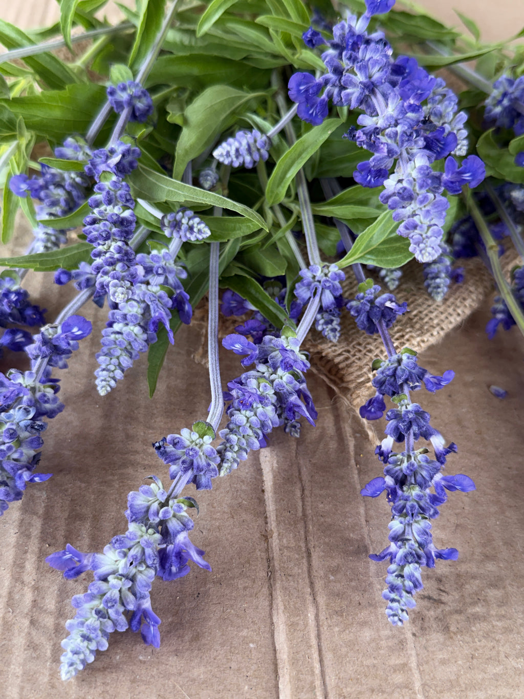 Salvia - Victoria Blue