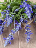 Salvia - Victoria Blue