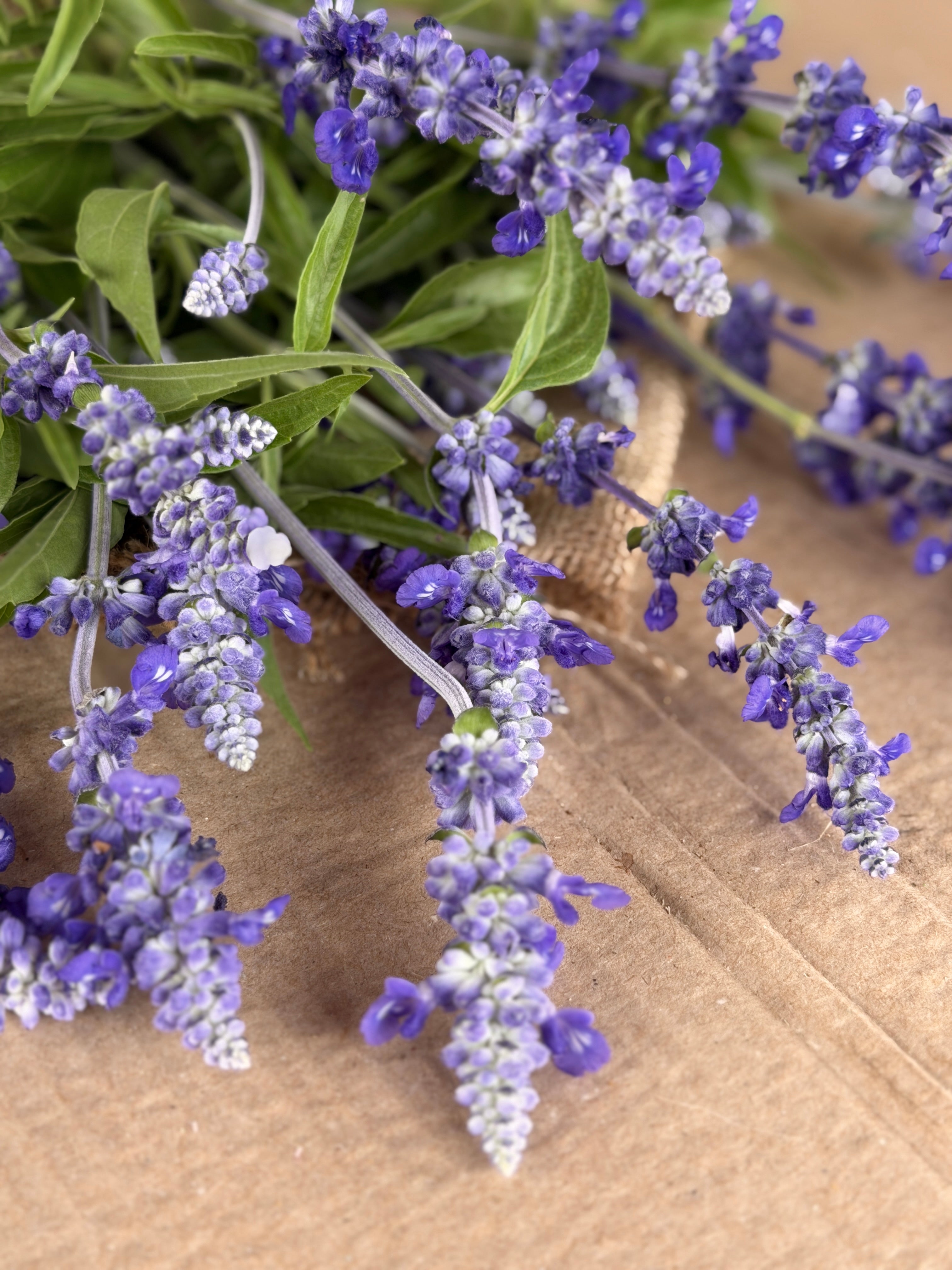 Salvia - Victoria Blue
