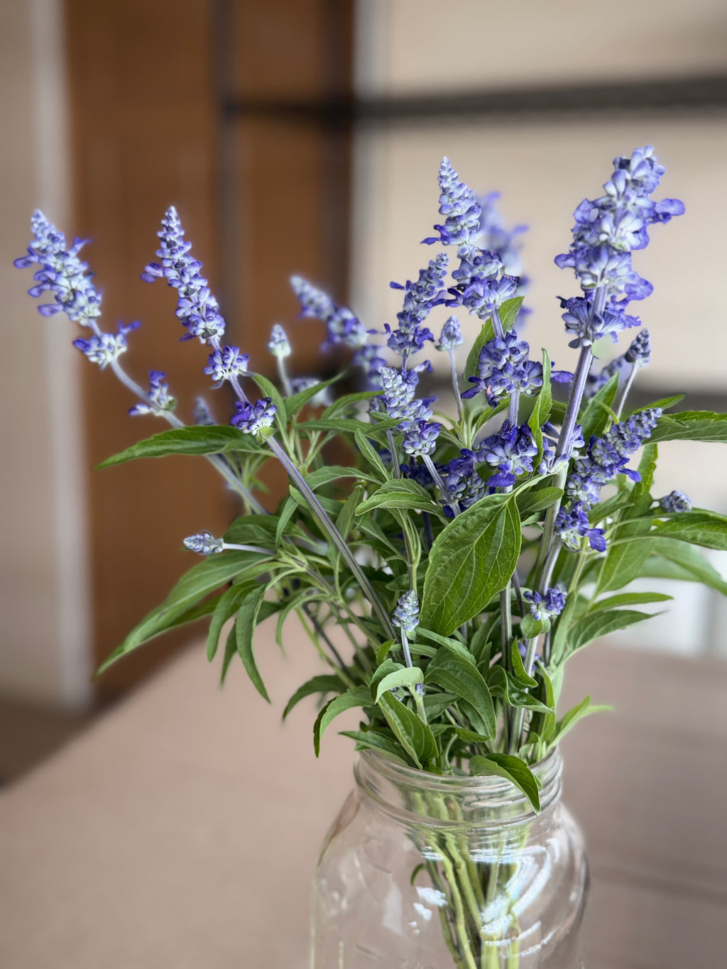 Salvia - Victoria Blue