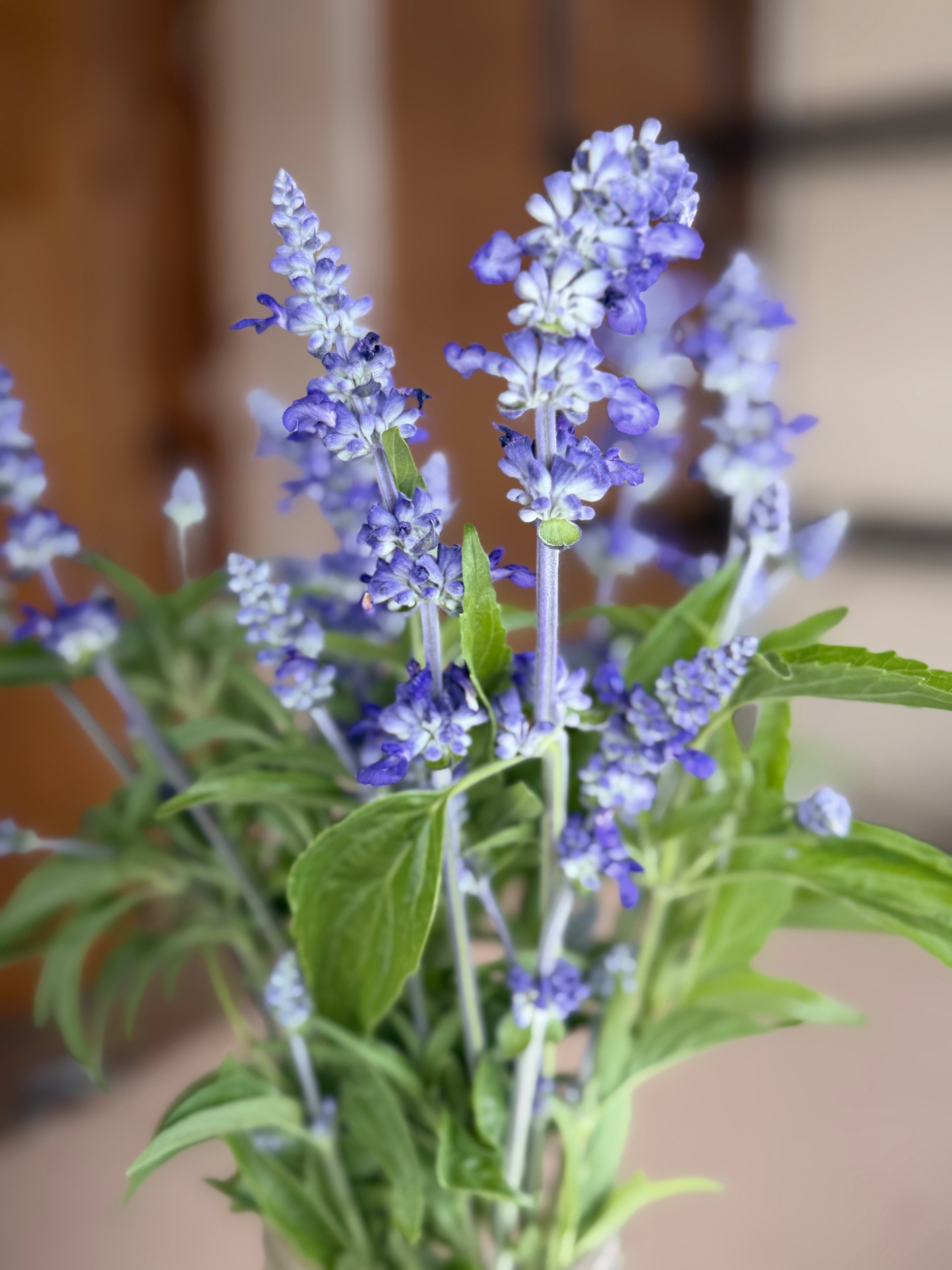 Salvia - Victoria Blue