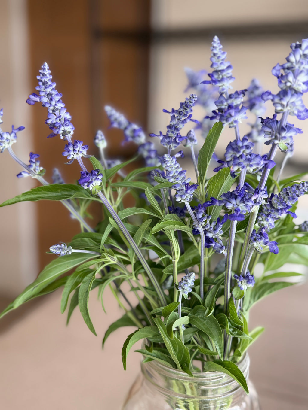 Salvia - Victoria Blue