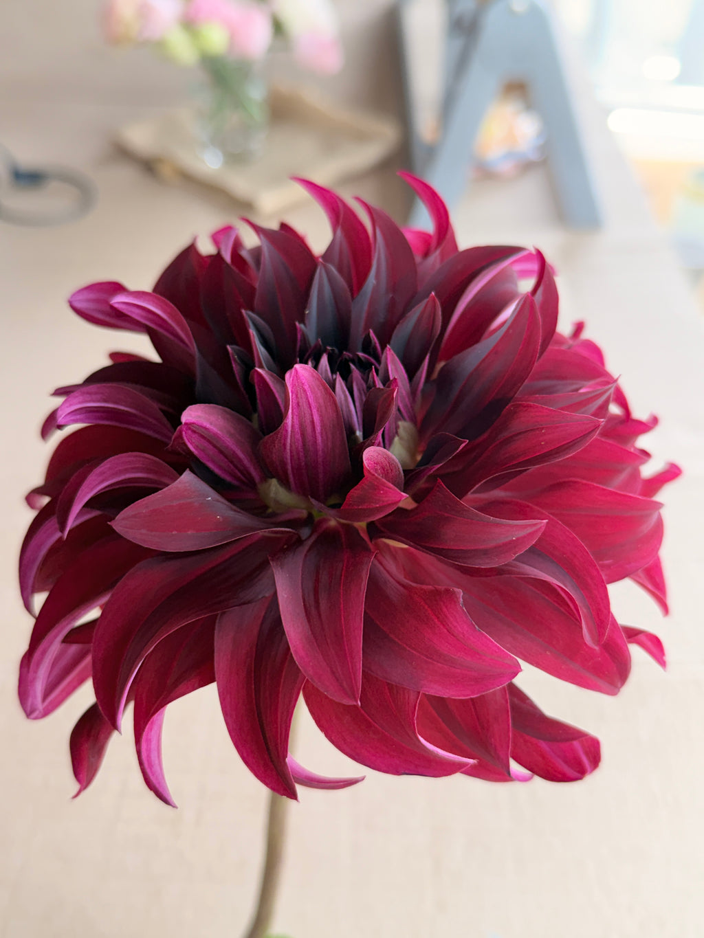 Dahlia - Rip City