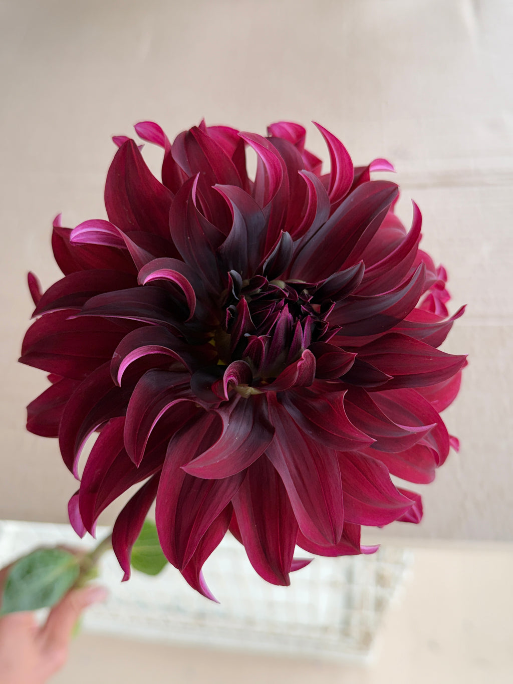 Dahlia - Rip City