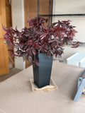 Hibiscus - Mahogany Splendor