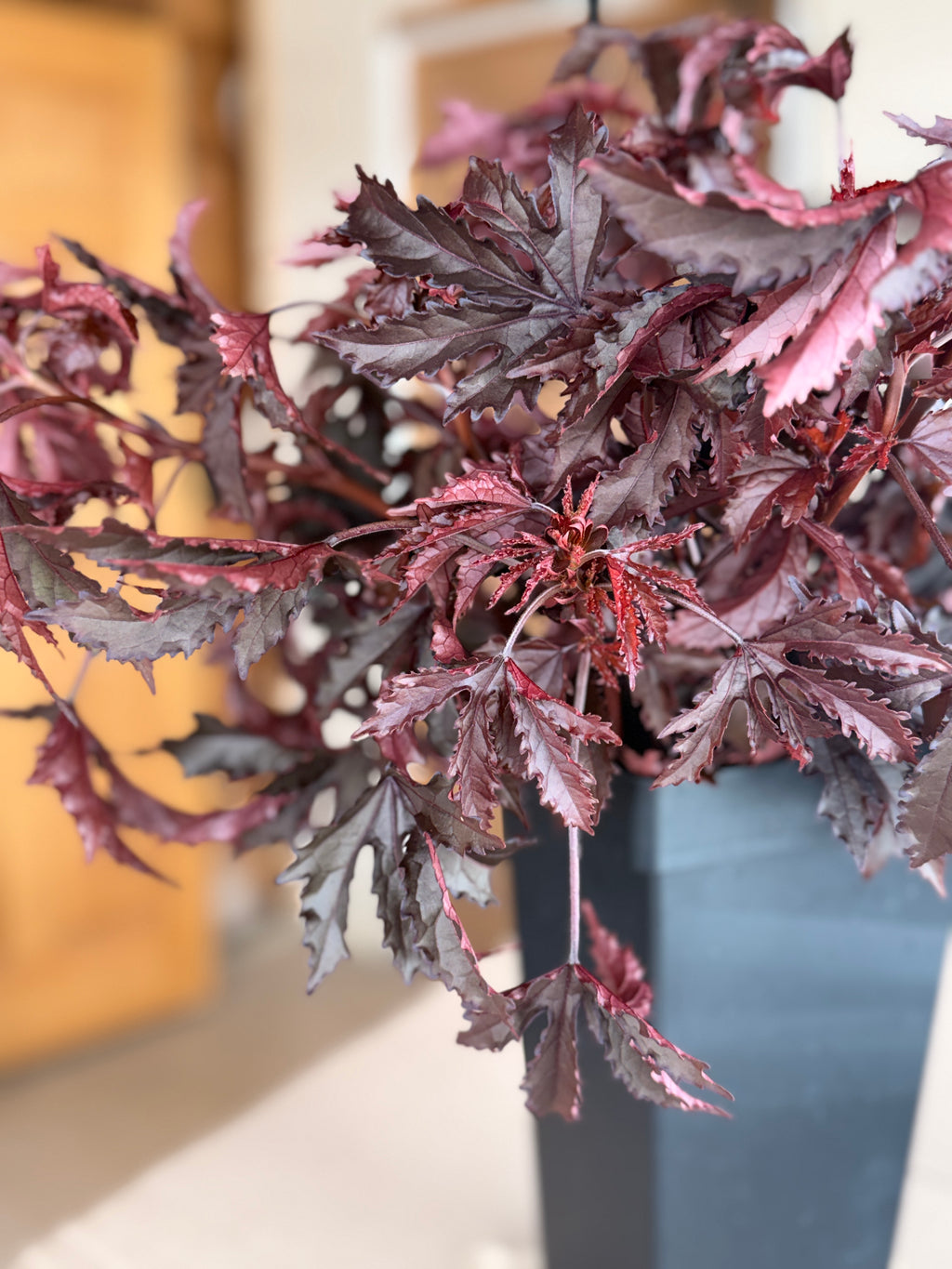 Hibiscus - Mahogany Splendor