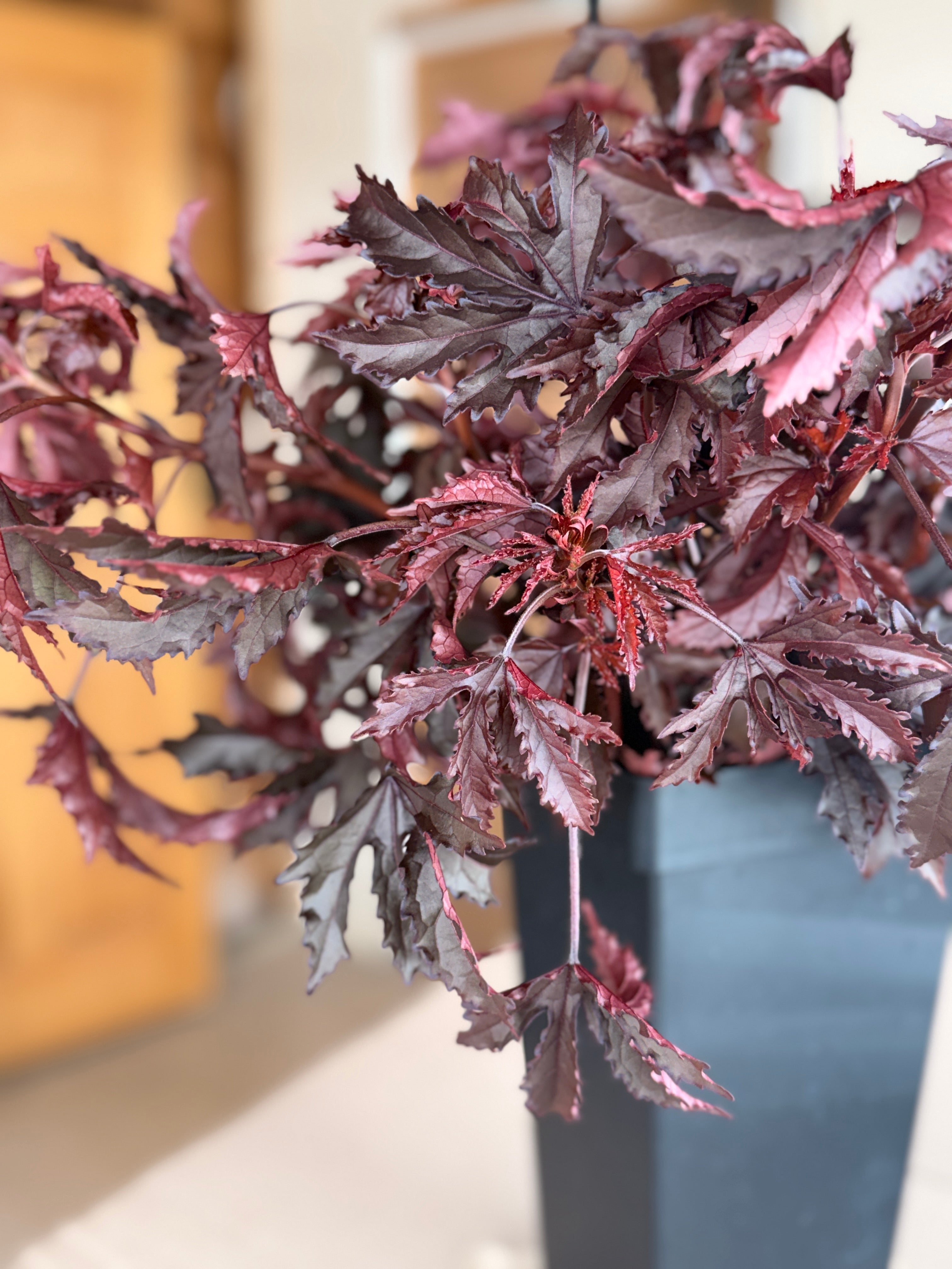 Hibiscus - Mahogany Splendor