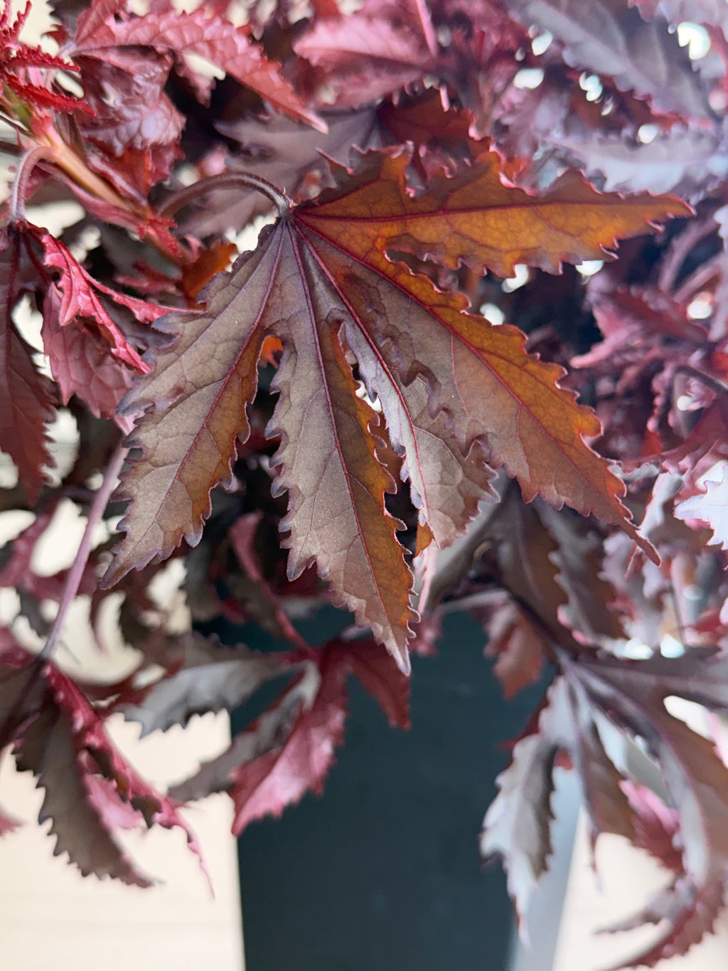 Hibiscus - Mahogany Splendor
