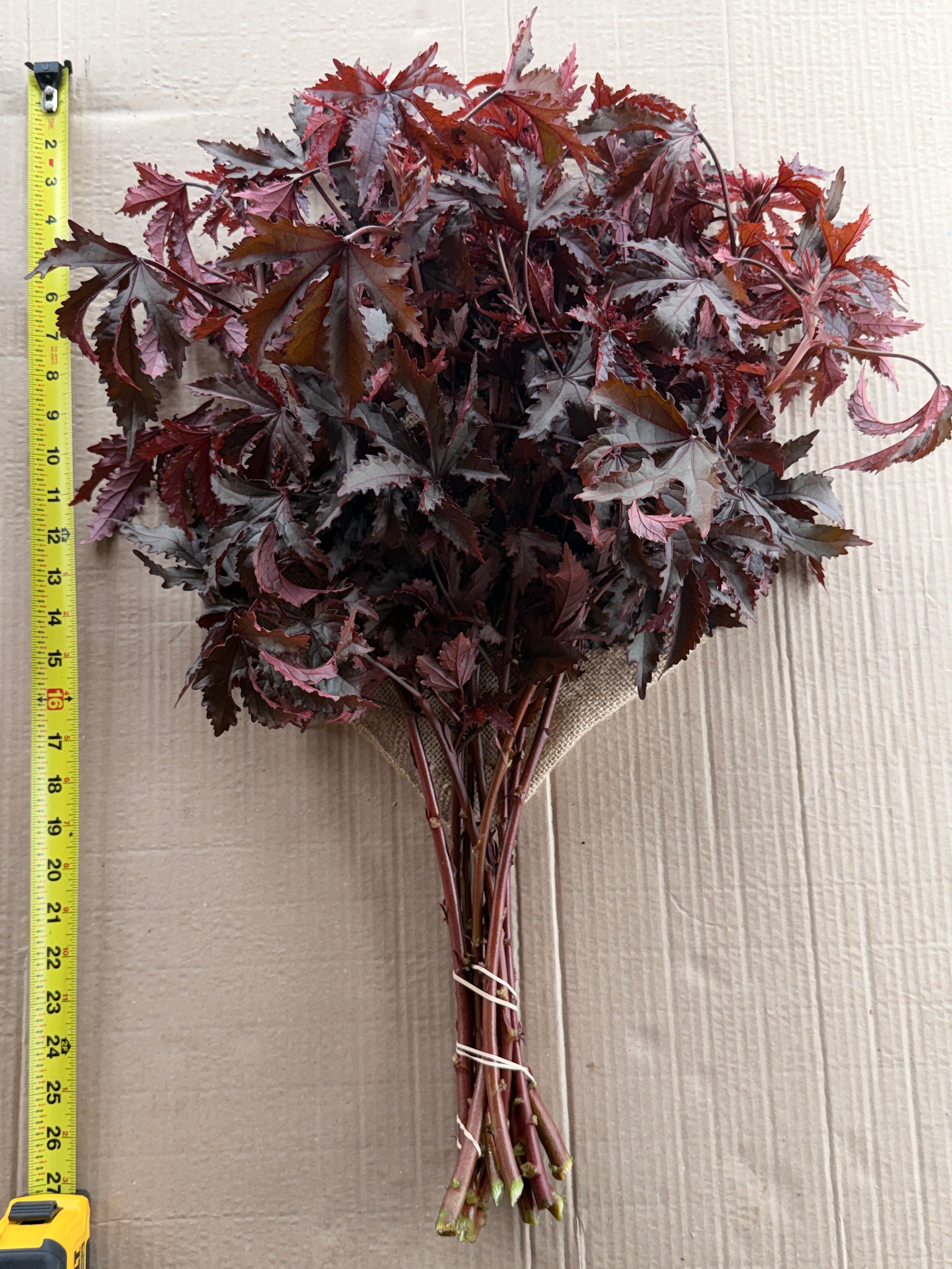 Hibiscus - Mahogany Splendor