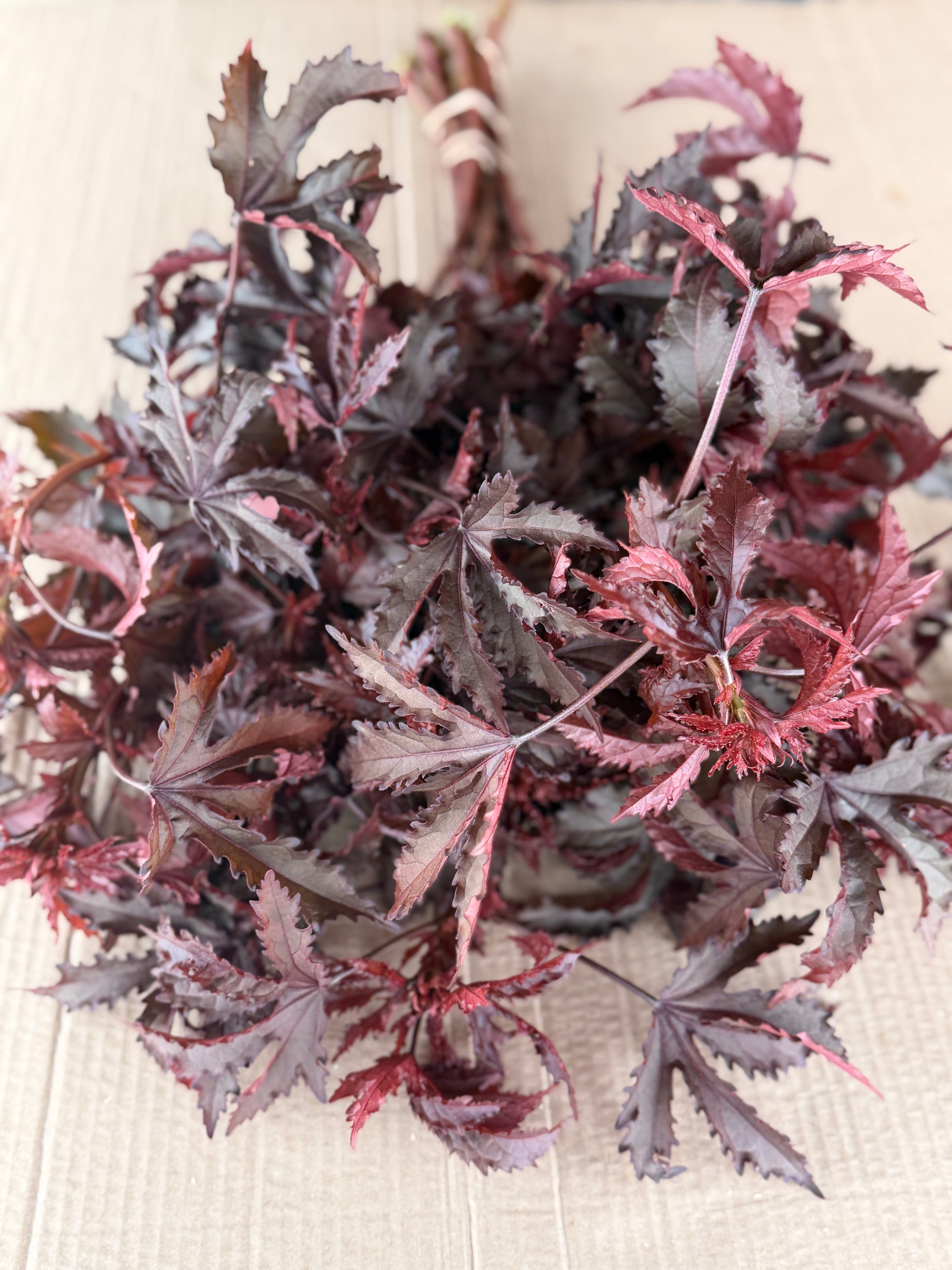 Hibiscus - Mahogany Splendor