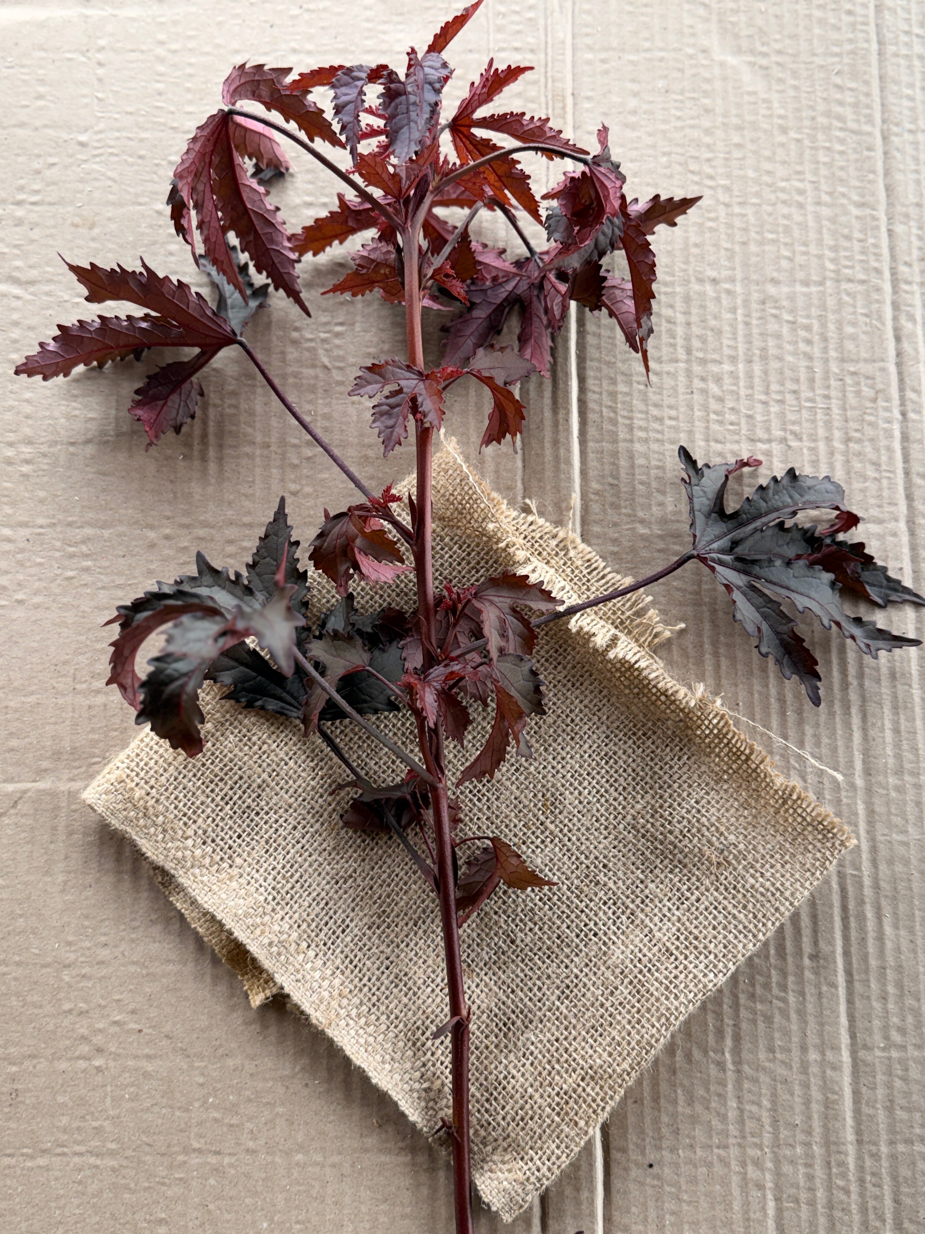 Hibiscus - Mahogany Splendor