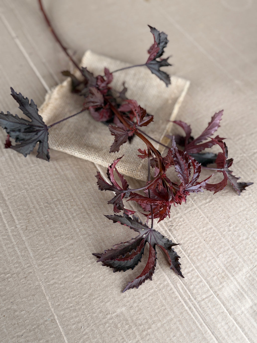 Hibiscus - Mahogany Splendor