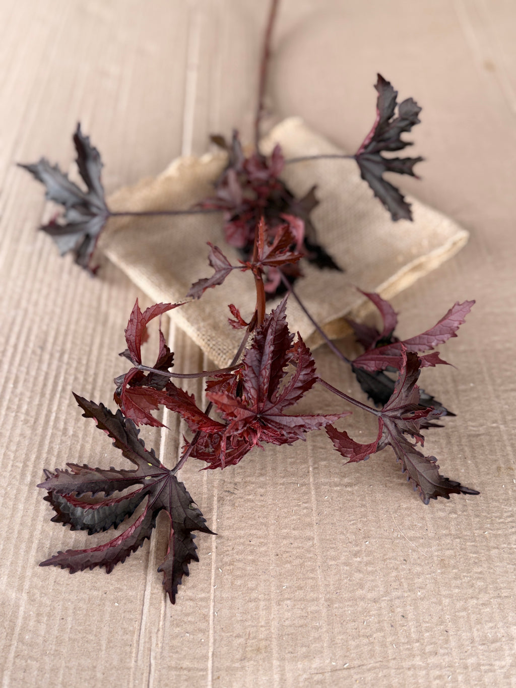 Hibiscus - Mahogany Splendor
