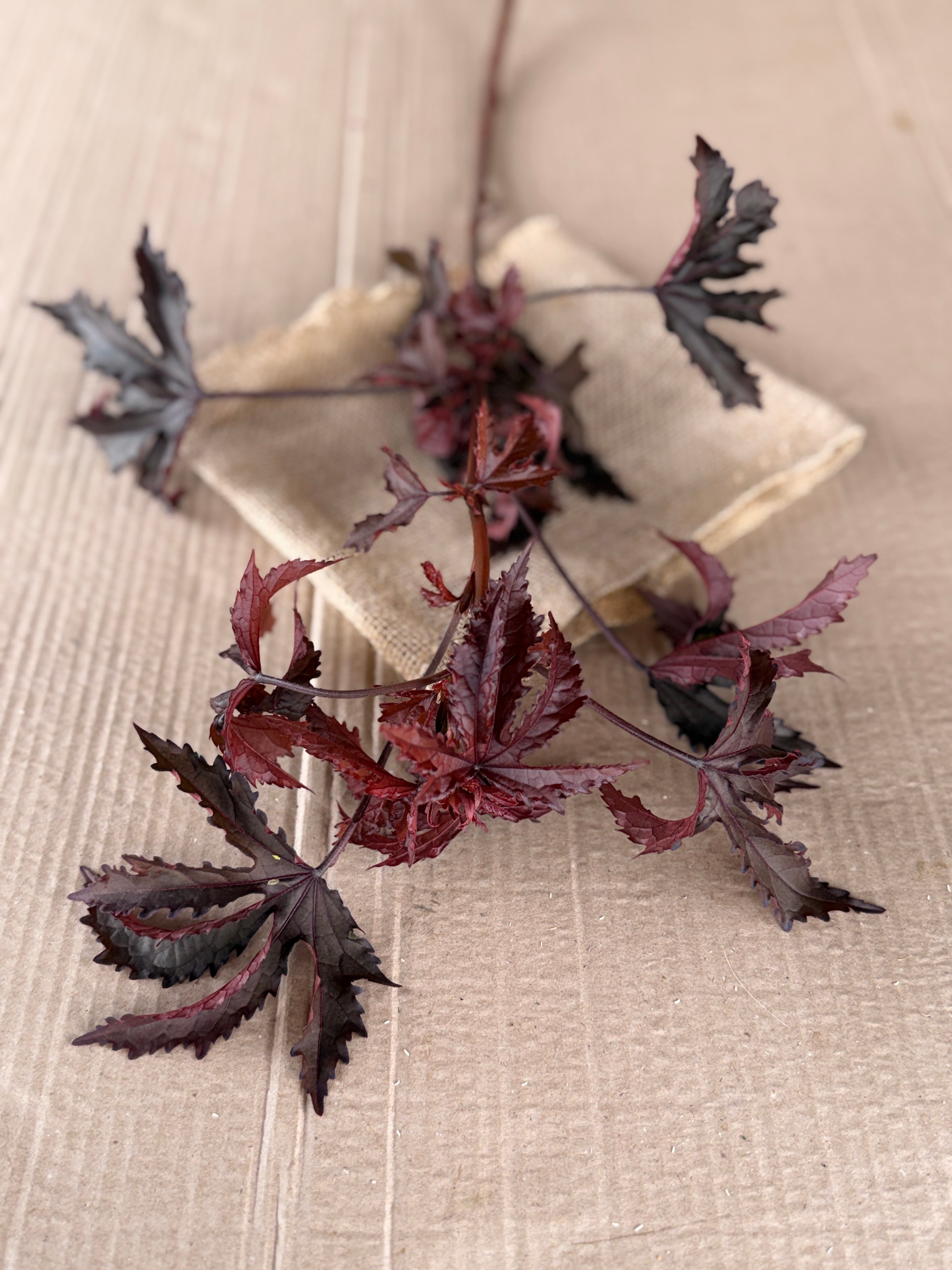 Hibiscus - Mahogany Splendor