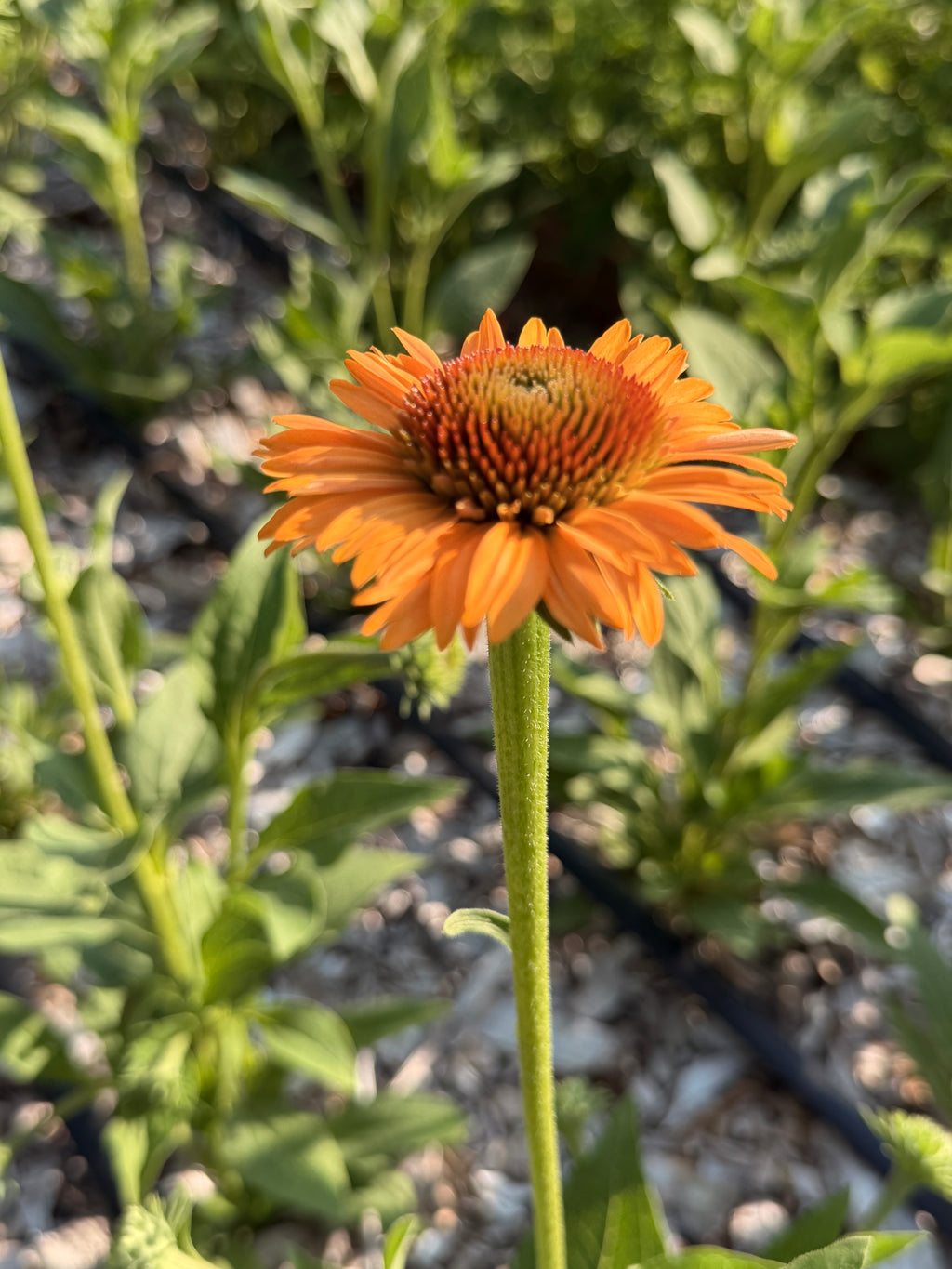PomPon Echinacea - Cantaloupe