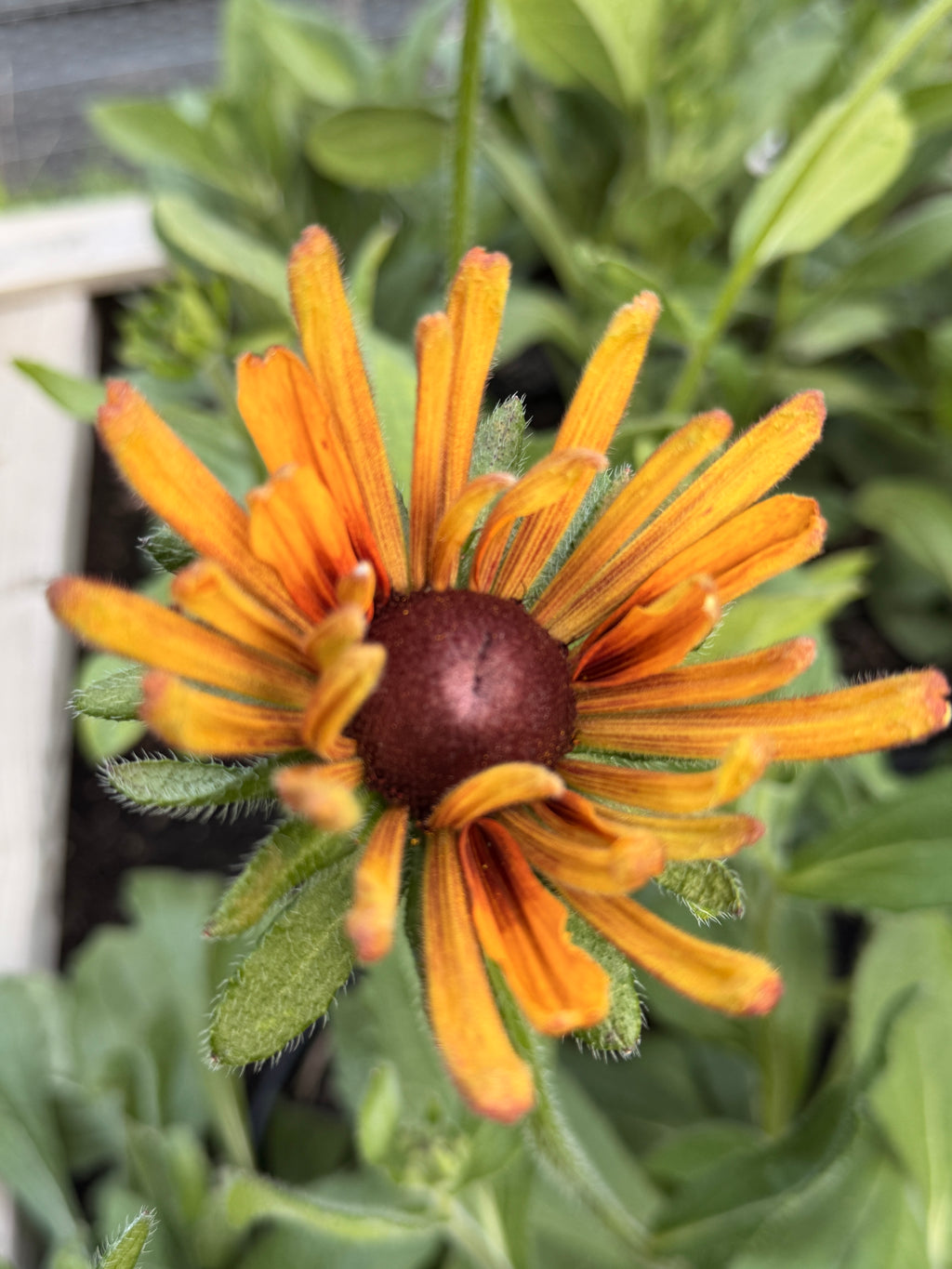 Rudbeckia - Fall Mix
