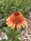 PomPon Echinacea - Cantaloupe