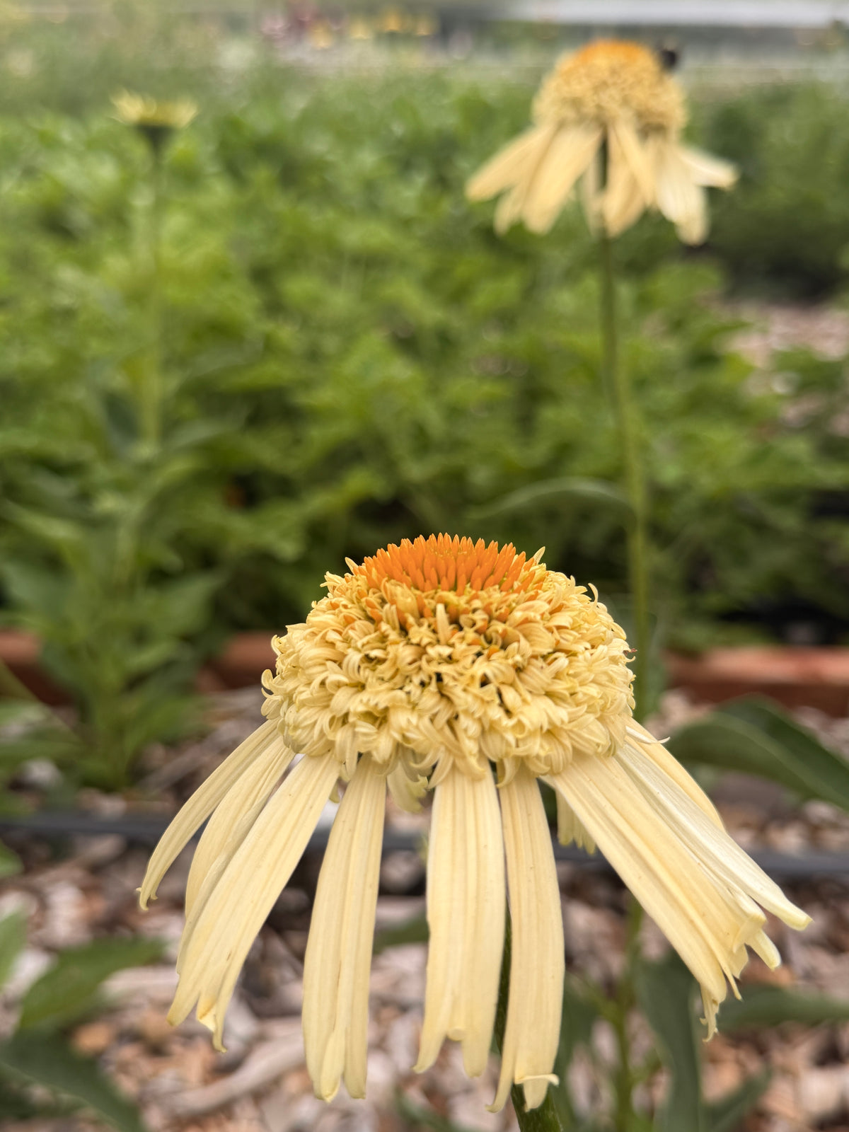 PomPon Echinacea - Buttercream