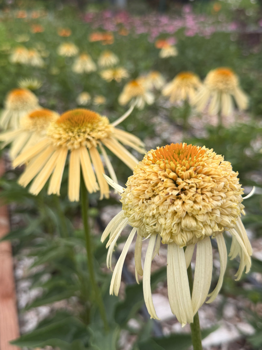 PomPon Echinacea - Buttercream