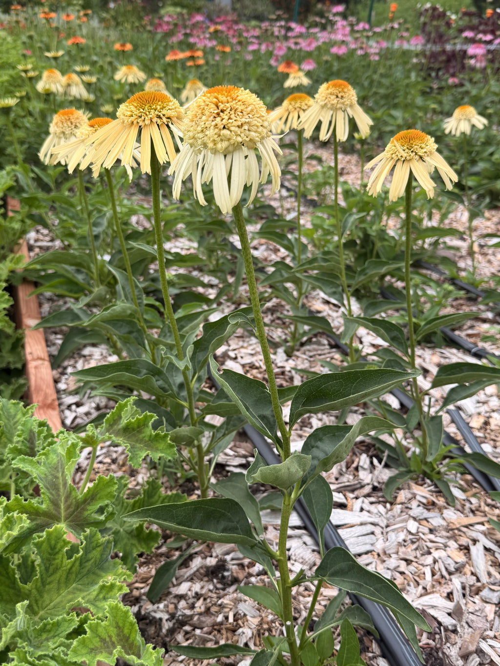 PomPon Echinacea - Buttercream