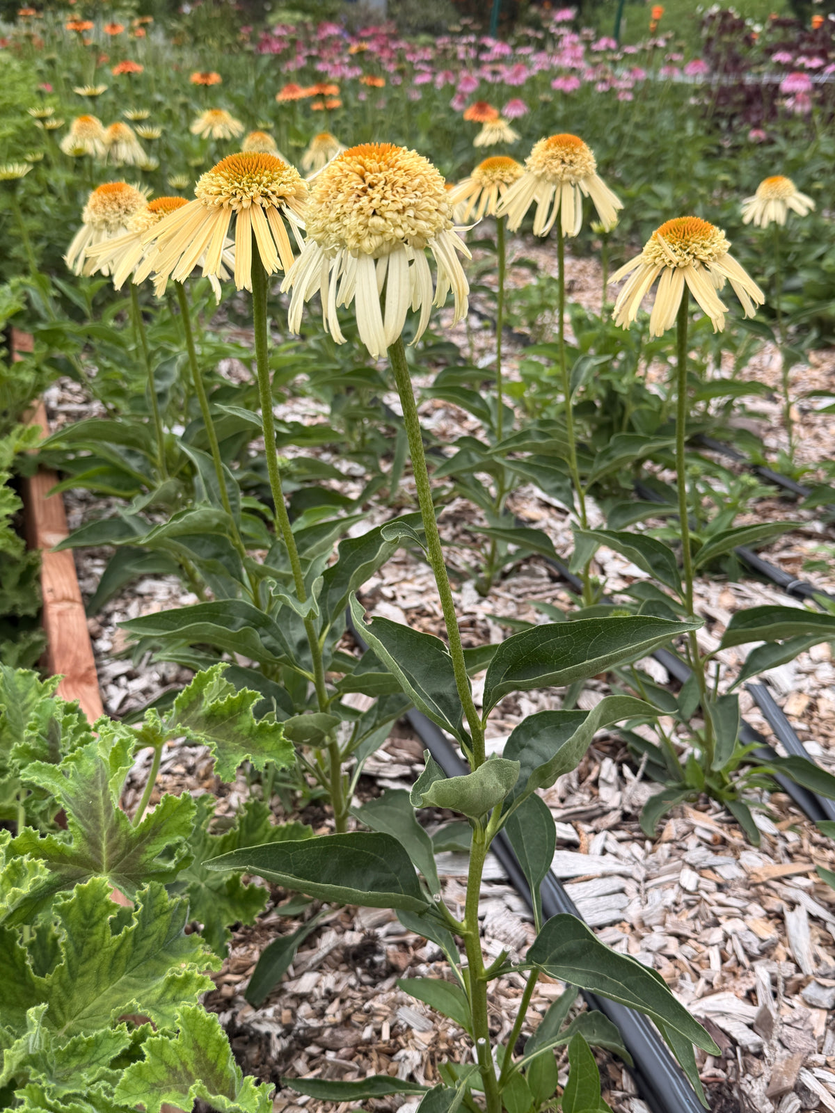 PomPon Echinacea - Buttercream