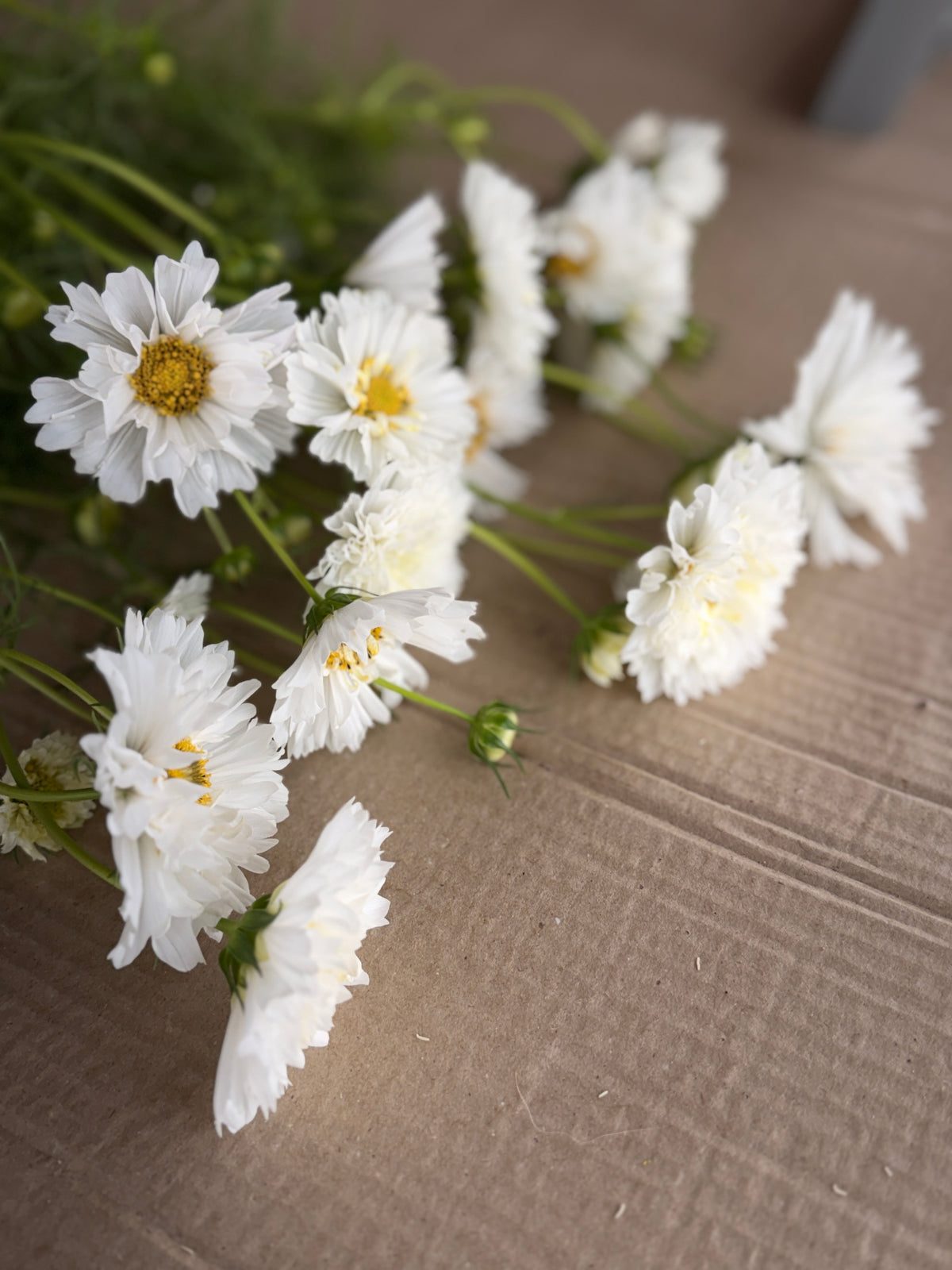 Cosmos - Snow Puff