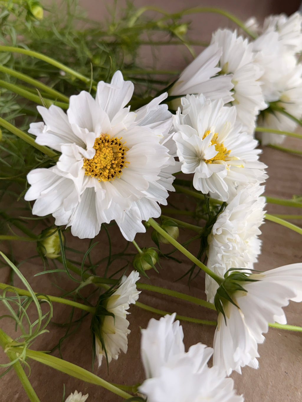 Cosmos - Snow Puff
