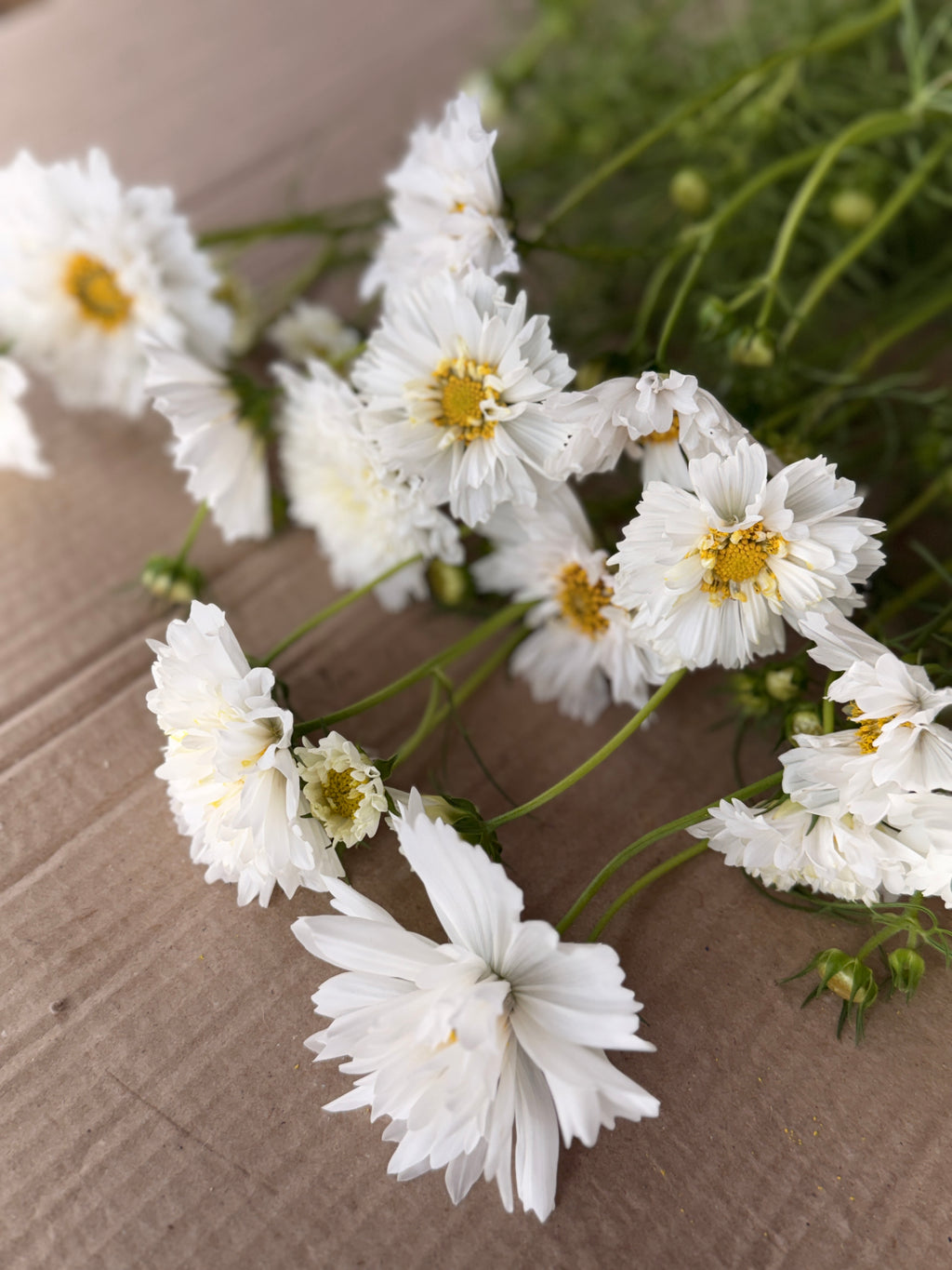 Cosmos - Snow Puff
