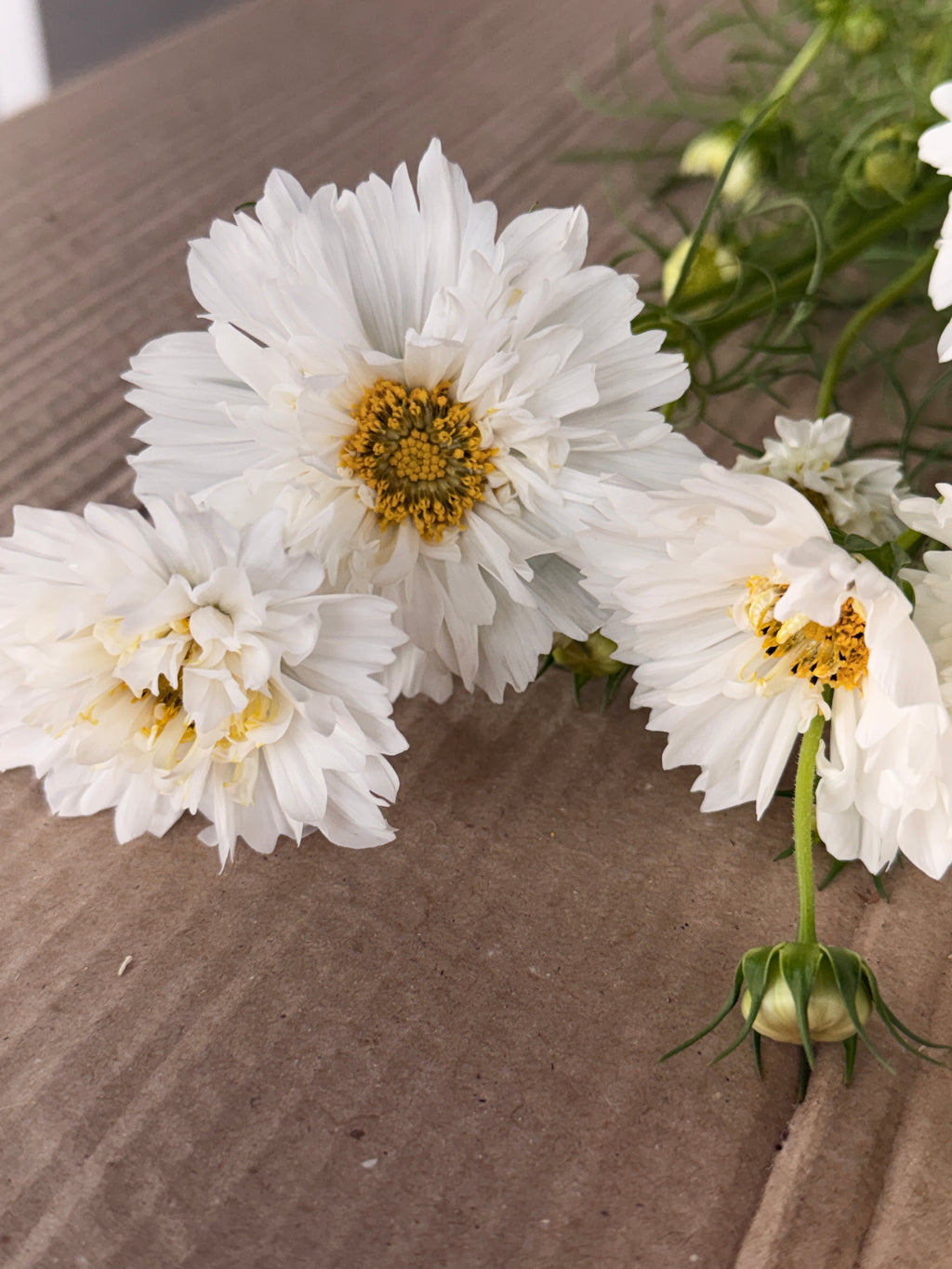 Cosmos - Snow Puff