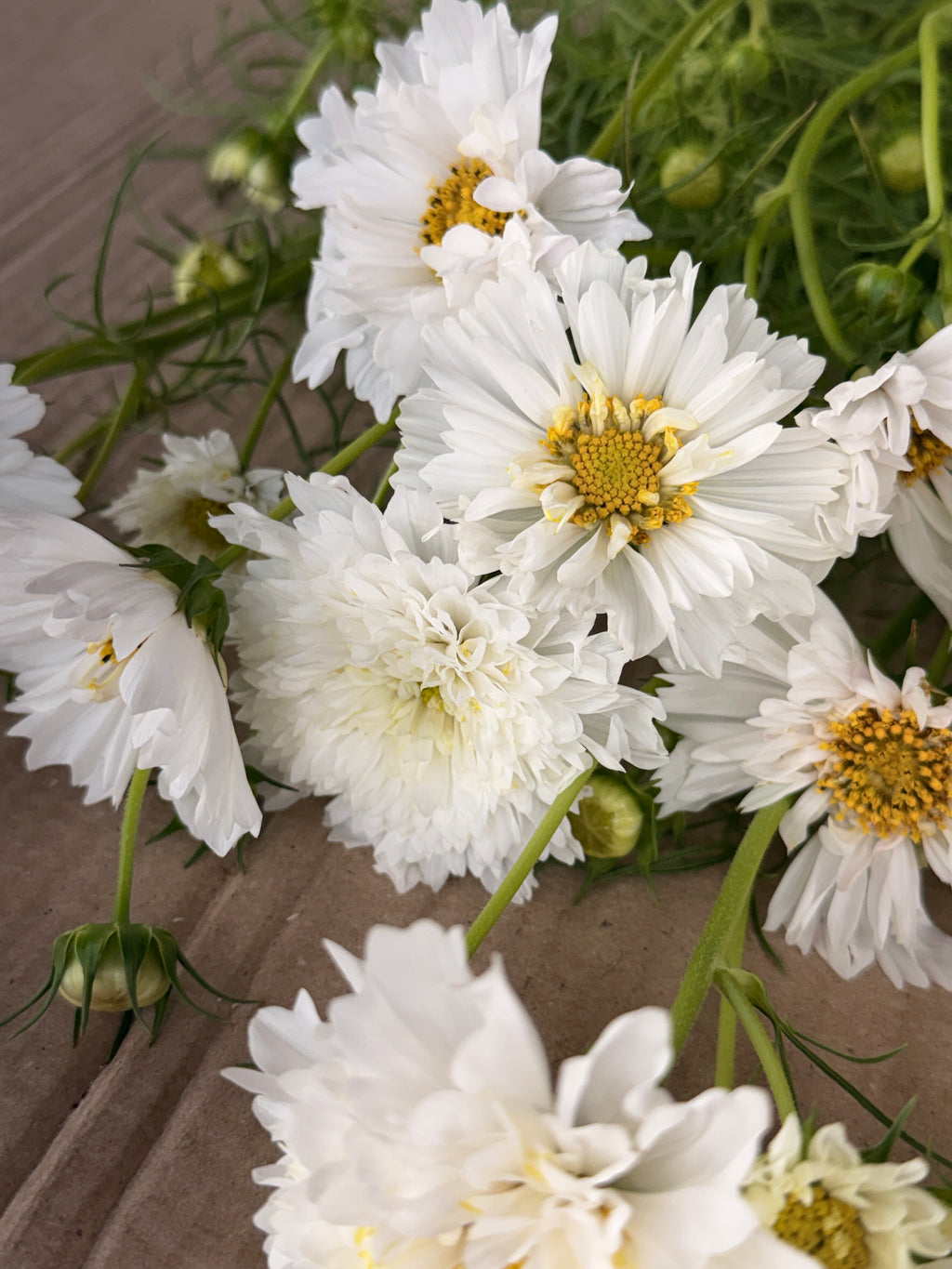 Cosmos - Snow Puff