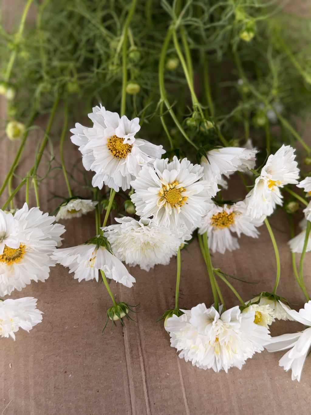 Cosmos - Snow Puff