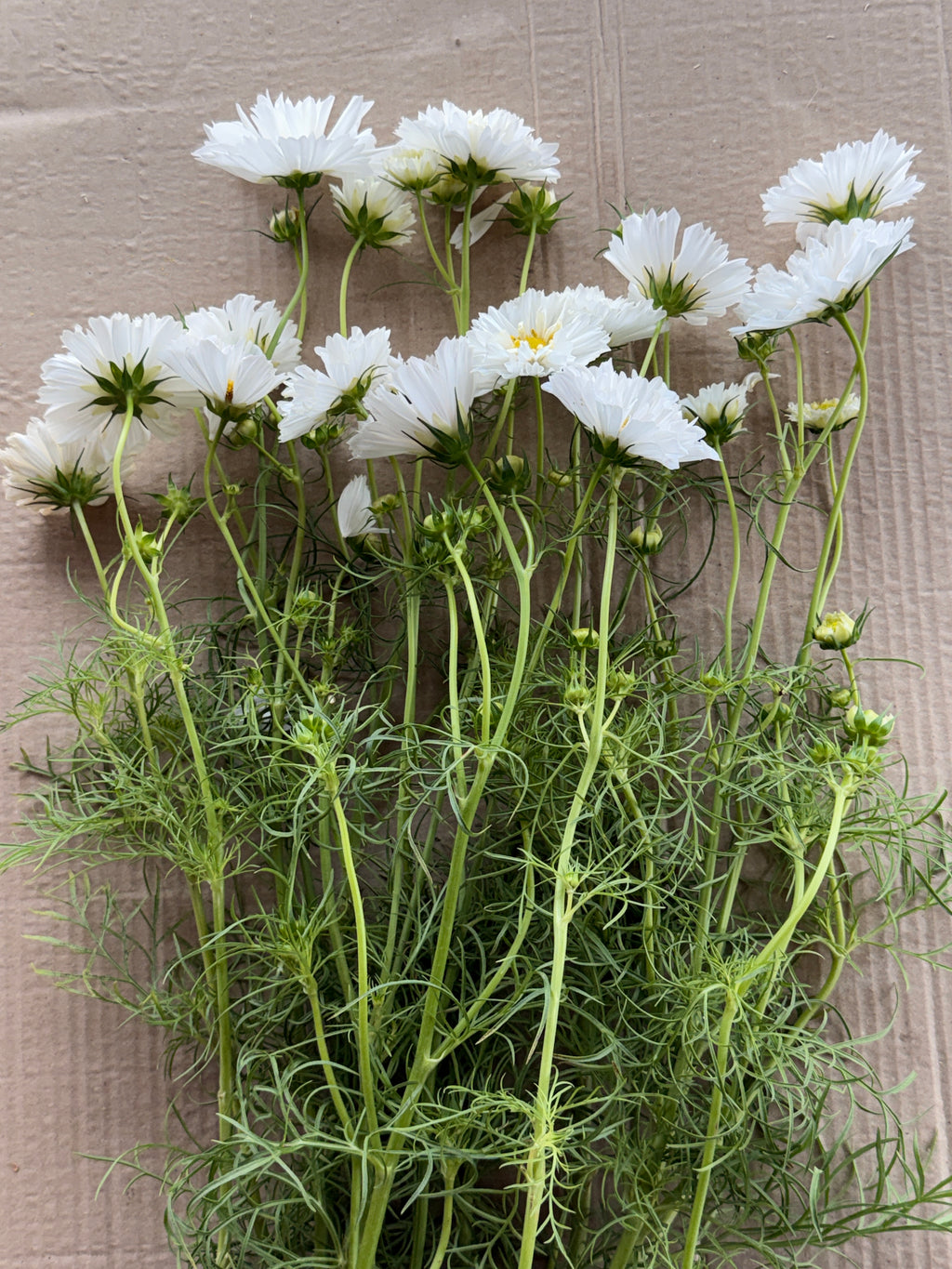 Cosmos - Snow Puff