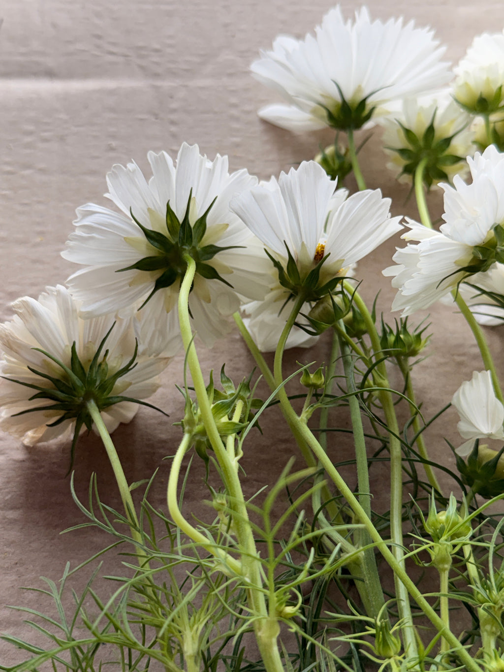 Cosmos - Snow Puff