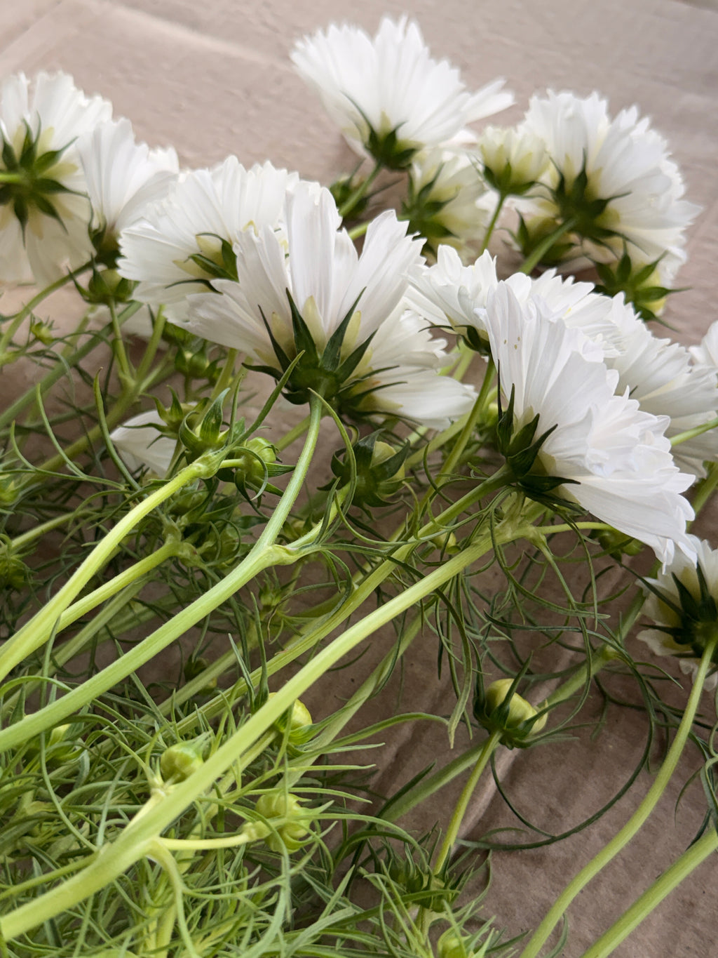 Cosmos - Snow Puff