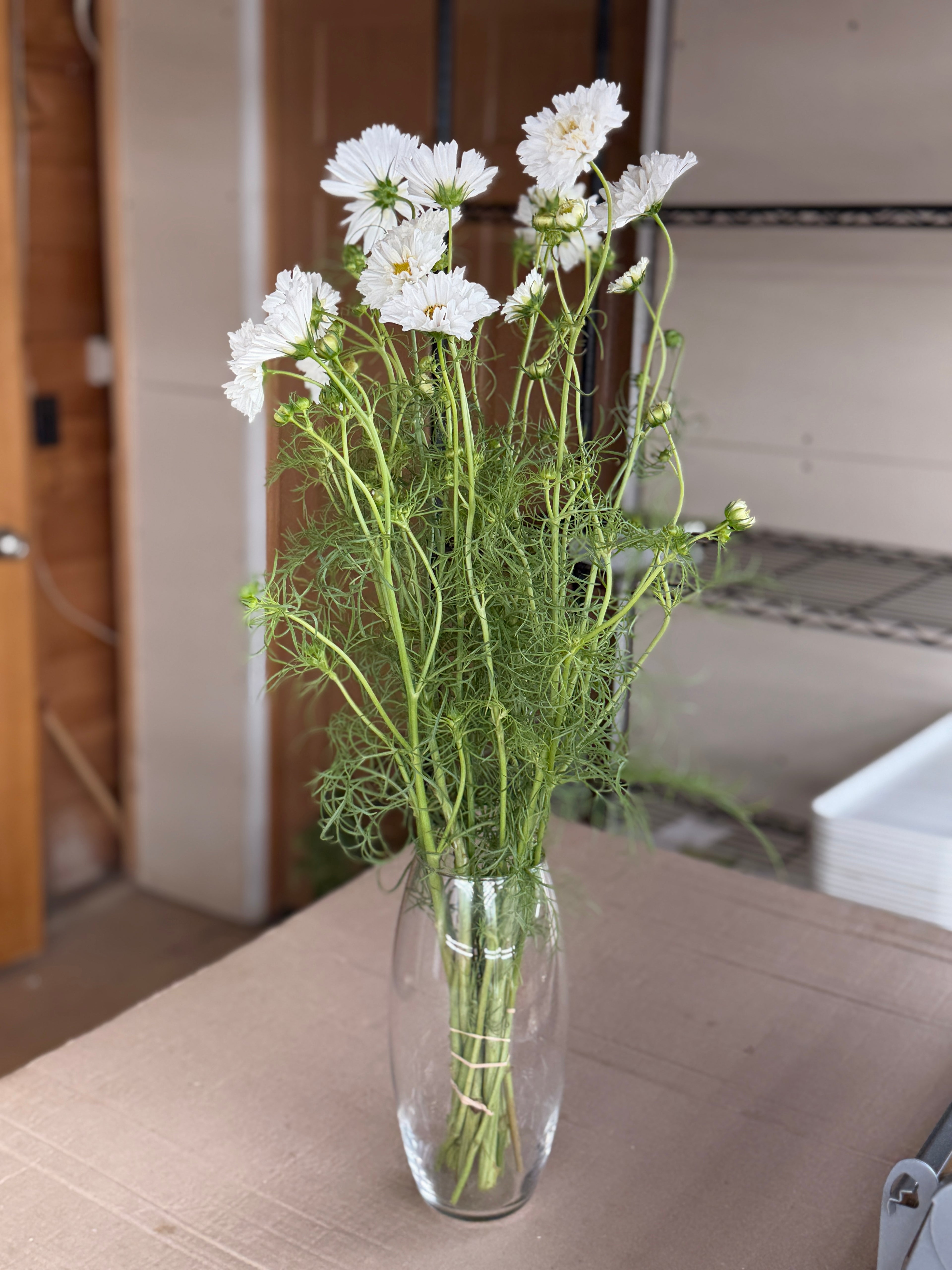 Cosmos - Snow Puff