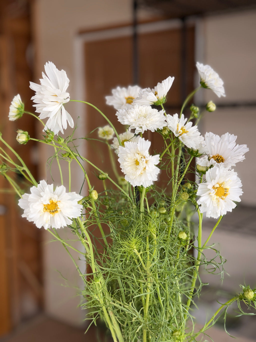Cosmos - Snow Puff
