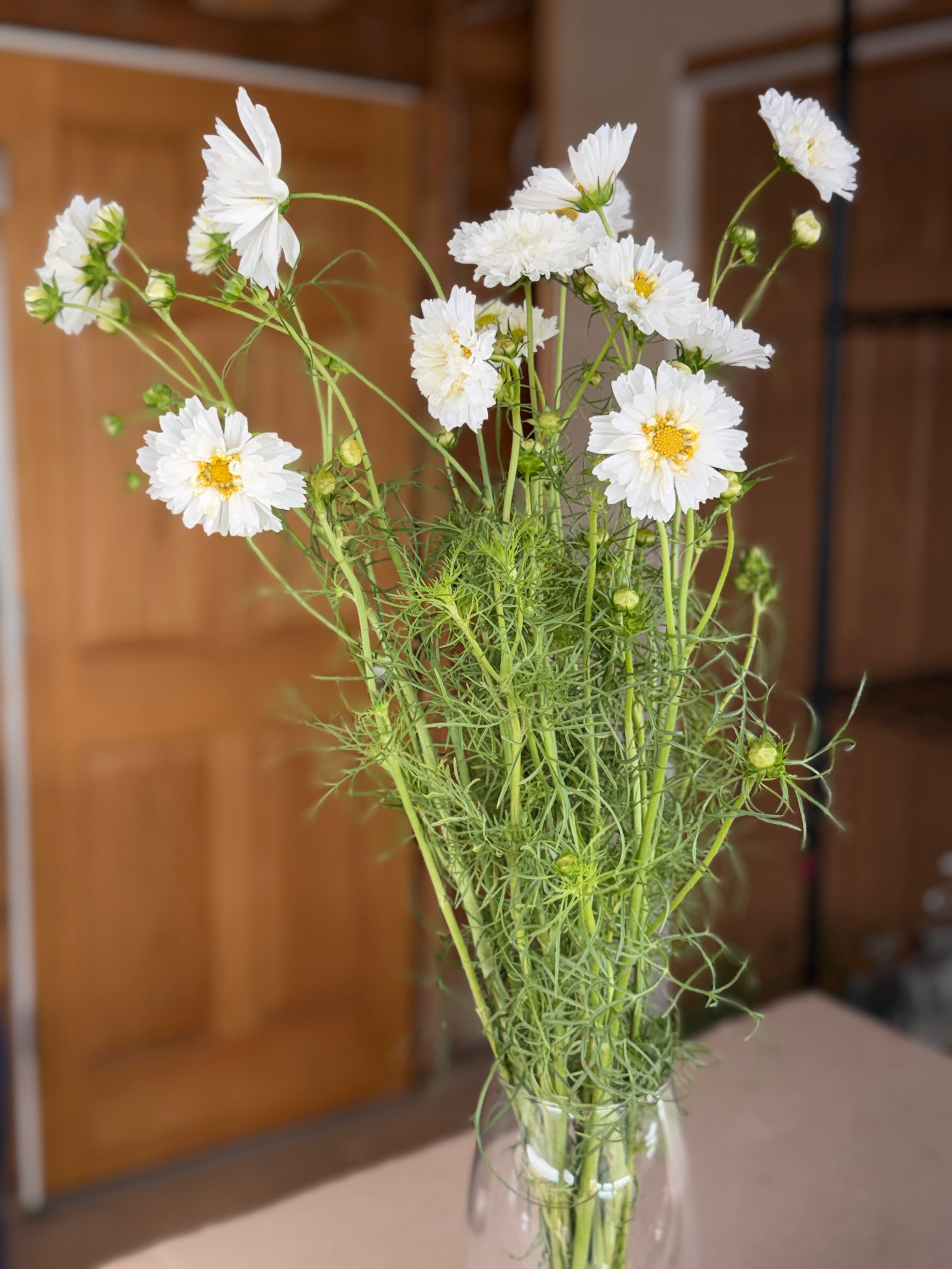 Cosmos - Snow Puff