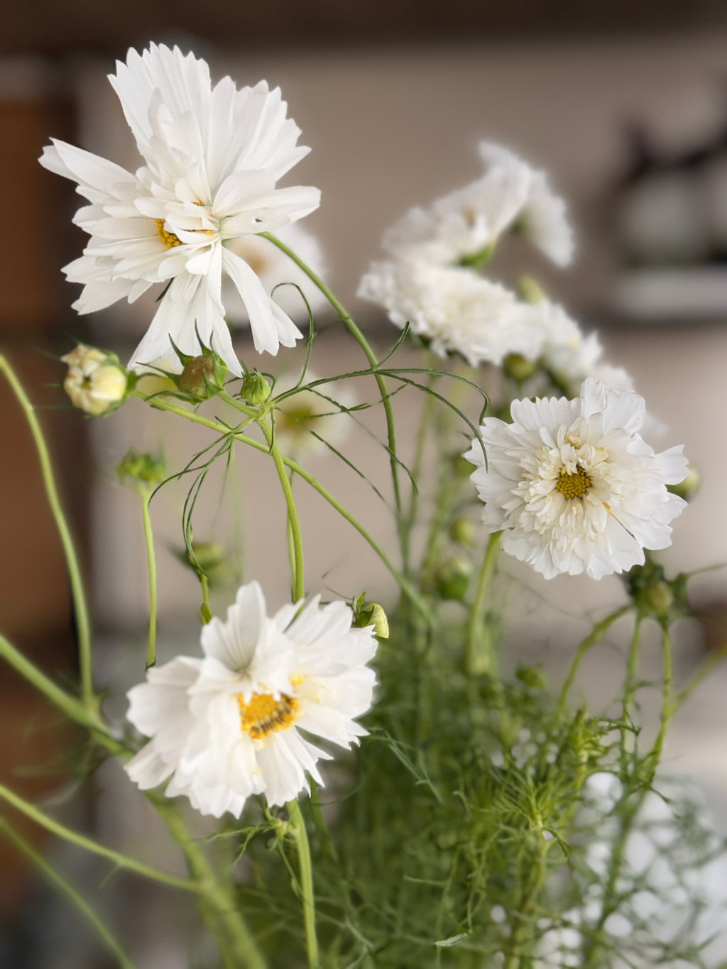 Cosmos - Snow Puff