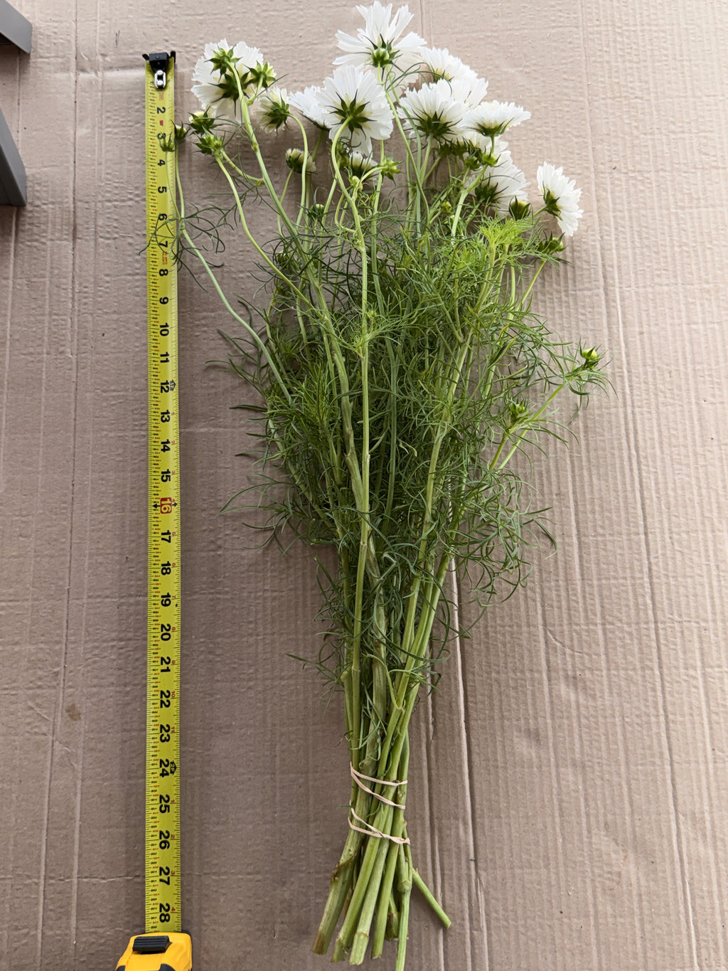 Cosmos - Snow Puff