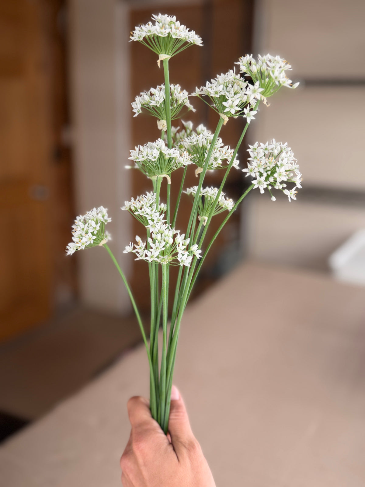 Allium - Late Summer White