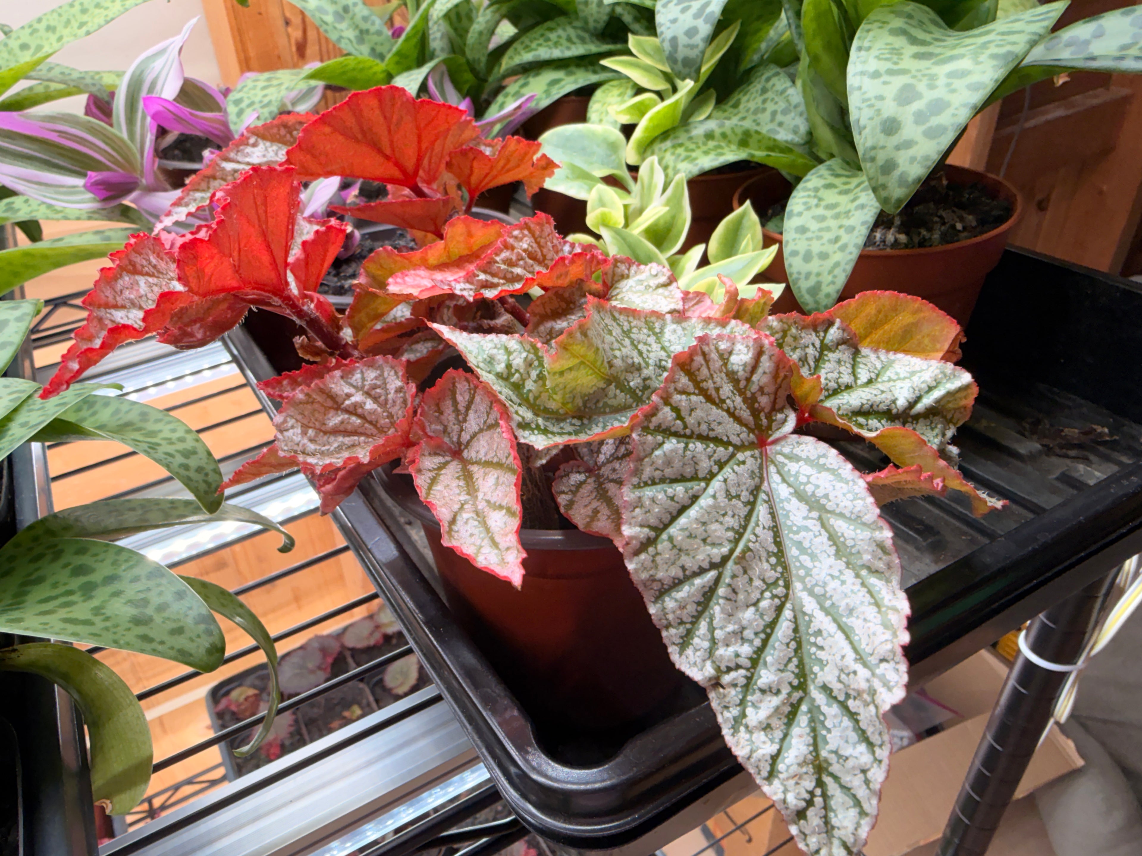 Begonia 'Frosty'