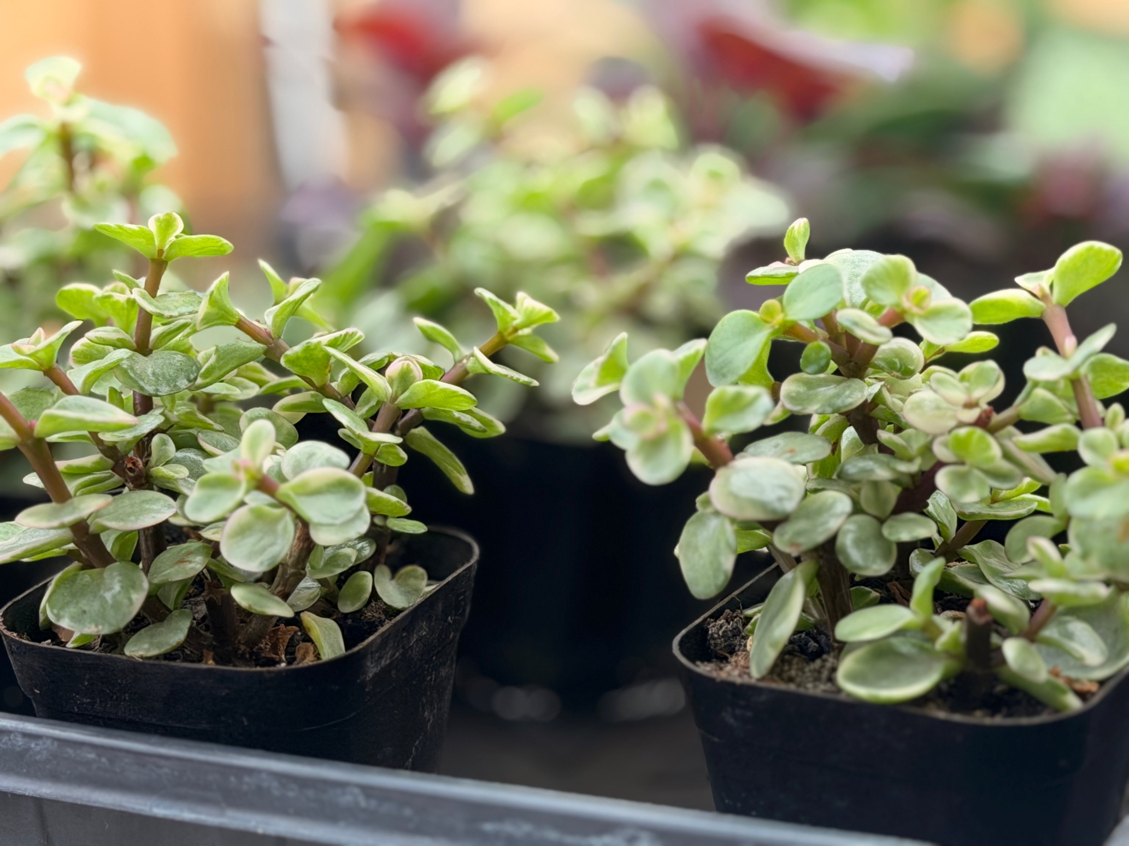 Variegated Elephant Bush