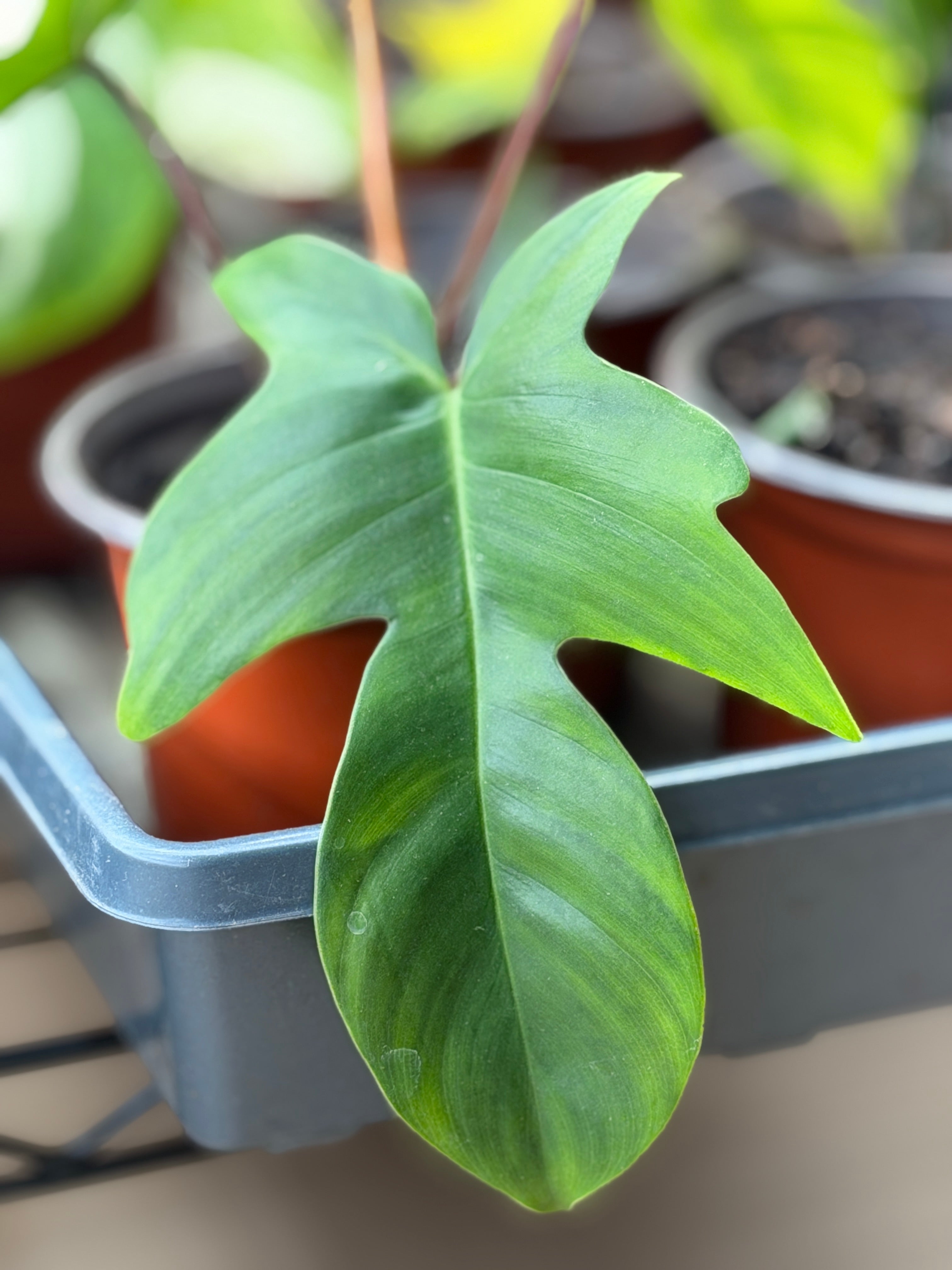 Philodendron "Florida Green"