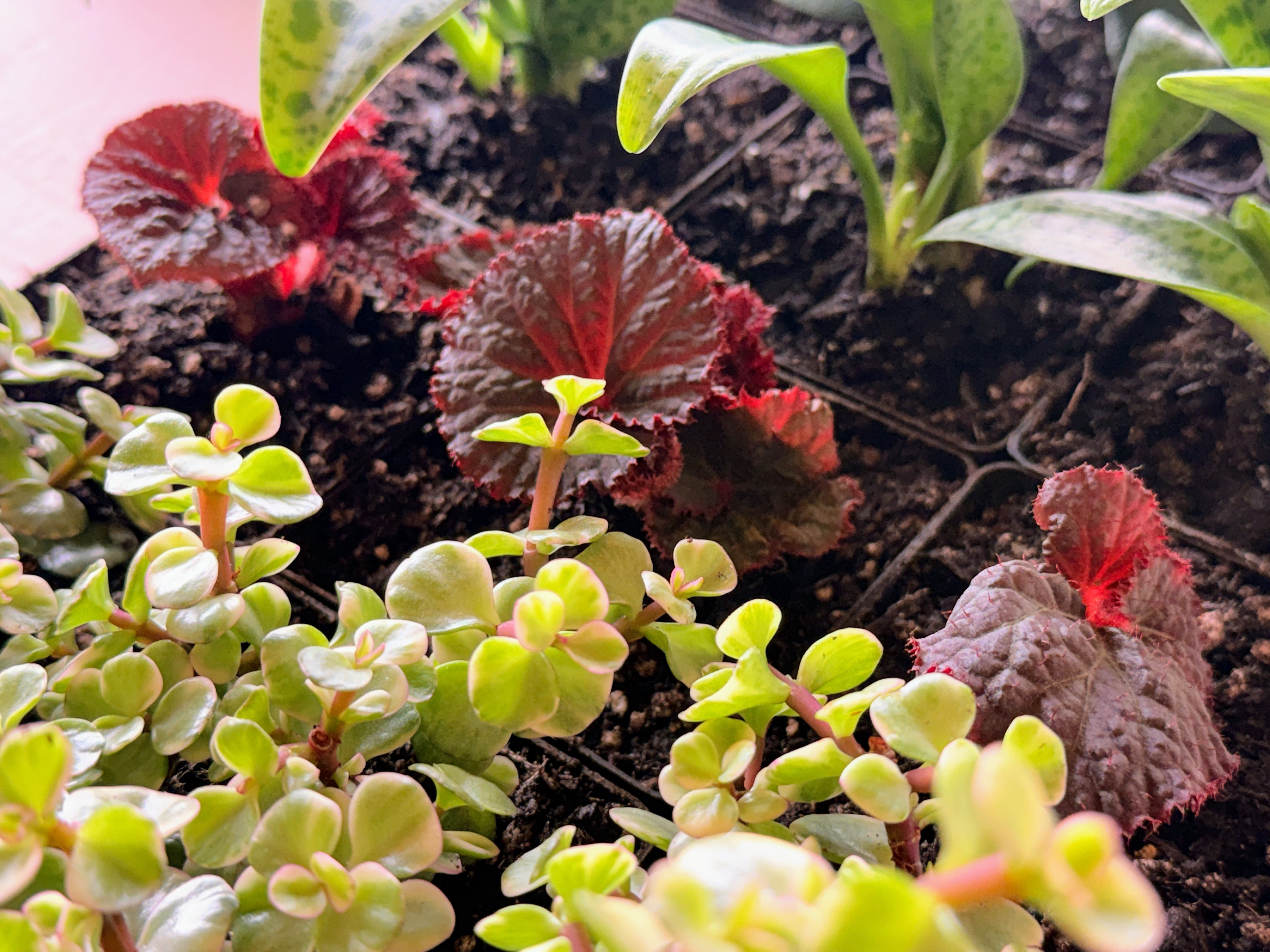 Begonia "Midnight Magic"