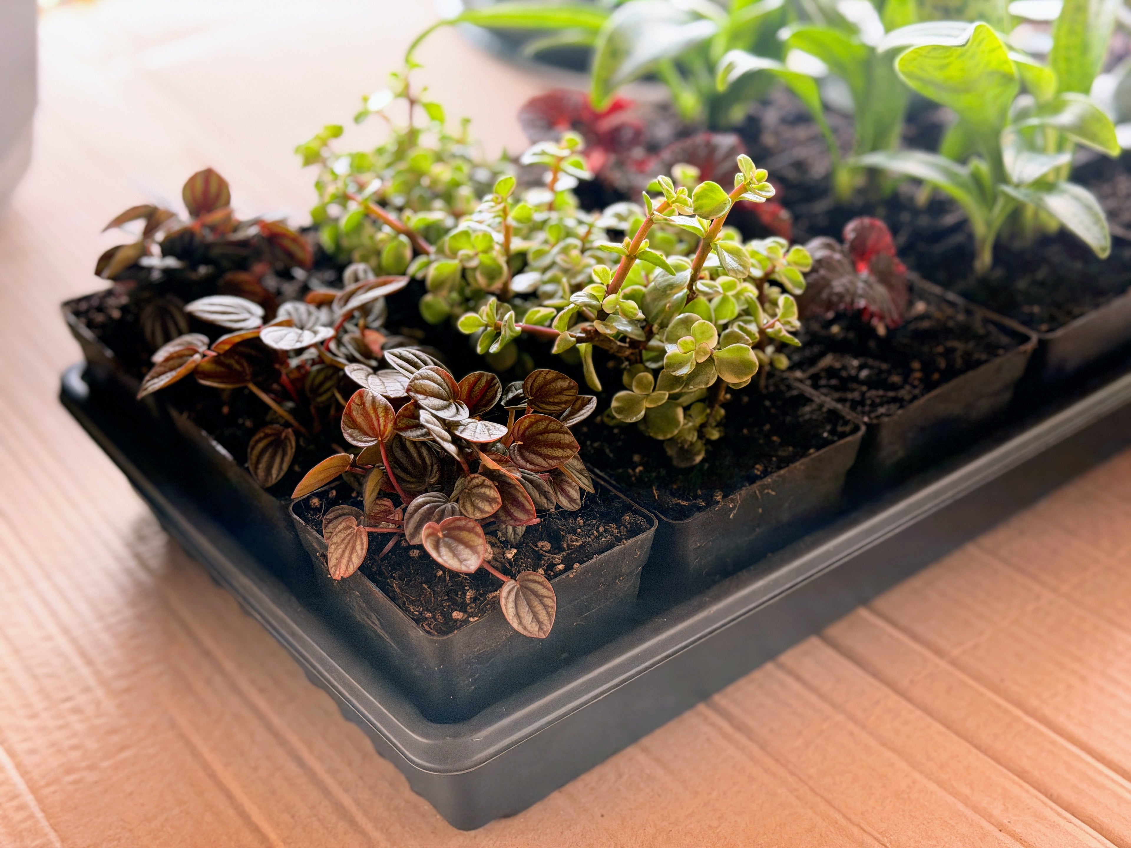 Variegated Elephant Bush